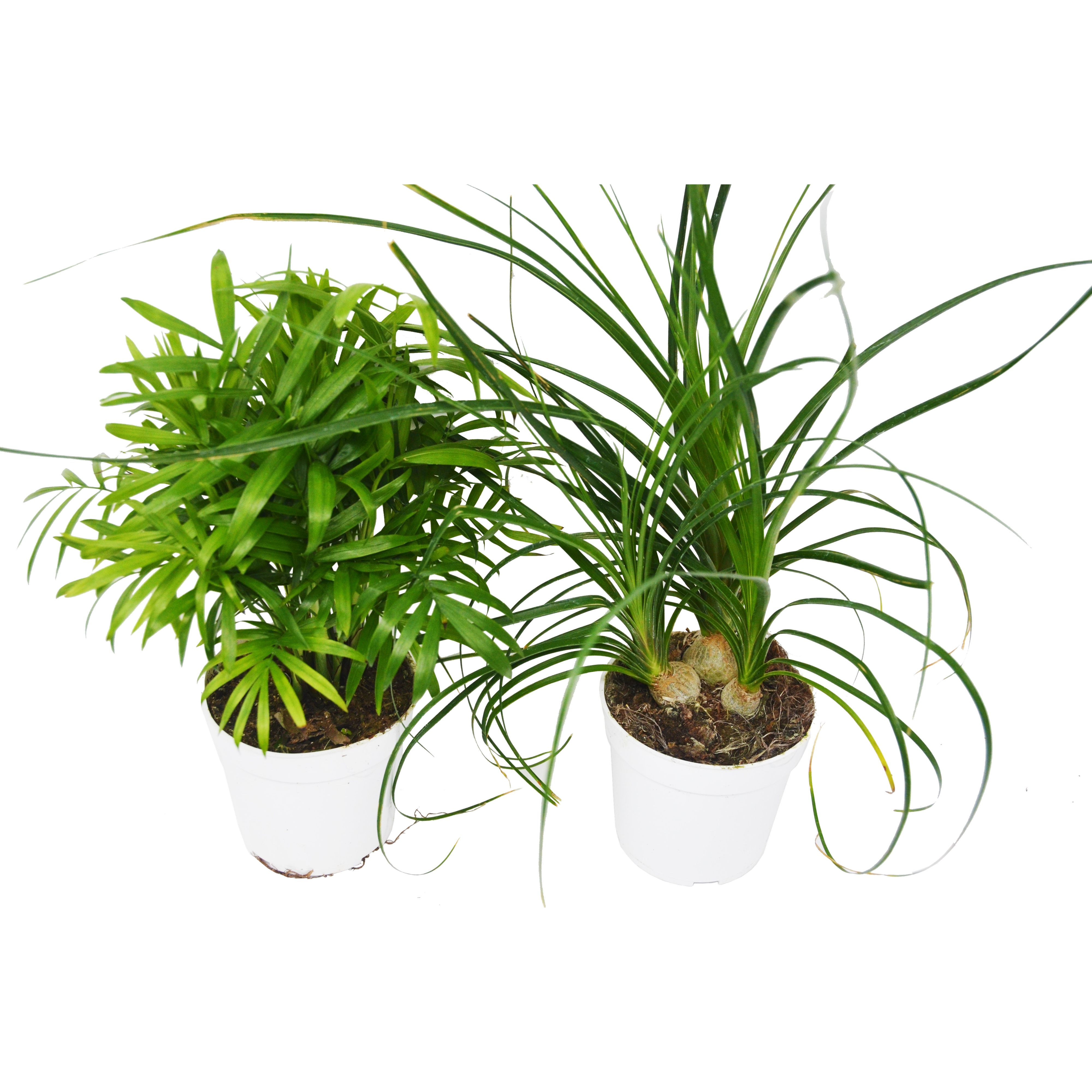 2 Palm Variety Pack / 4" Pots / Live Plant / House Plant