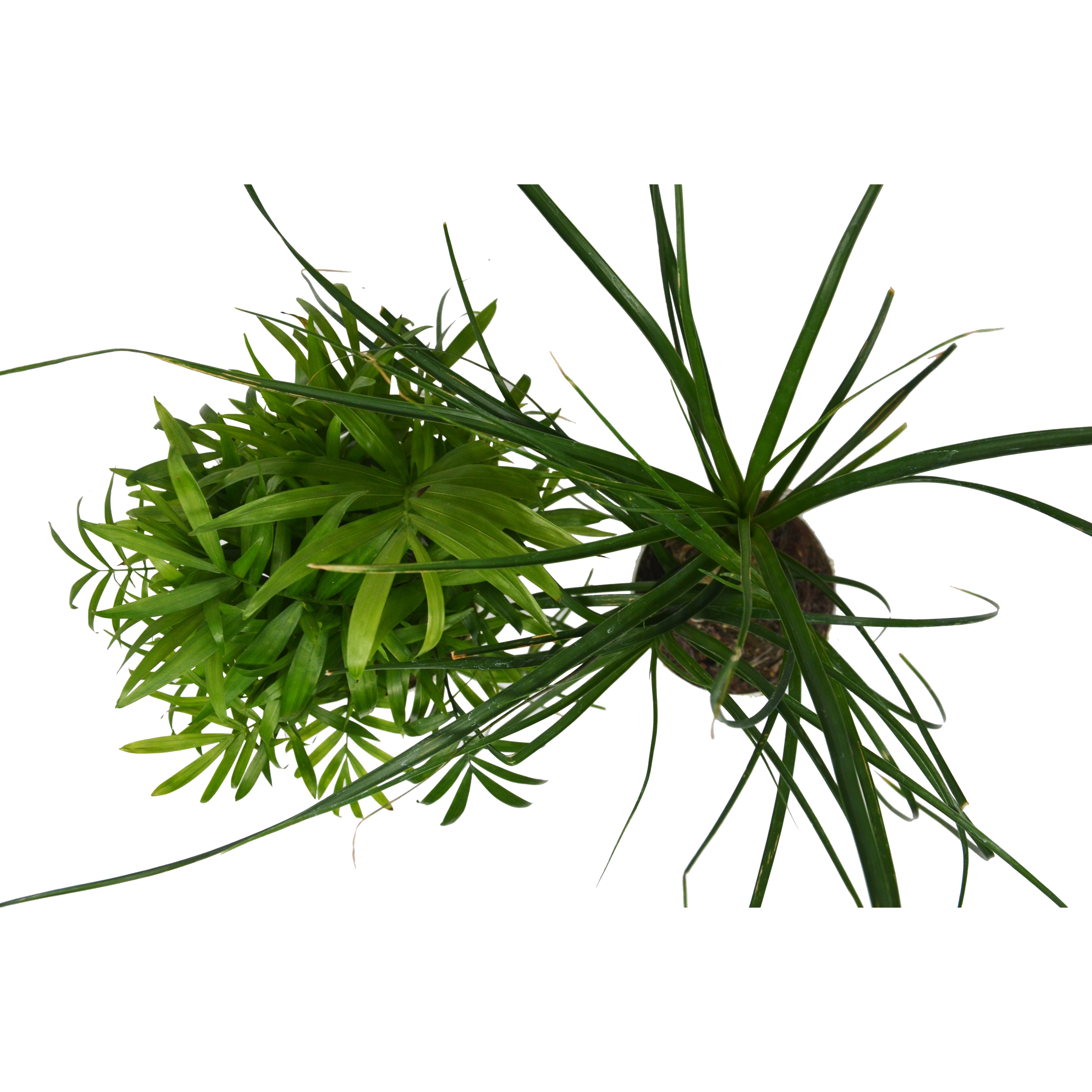 2 Palm Variety Pack / 4" Pots / Live Plant / House Plant