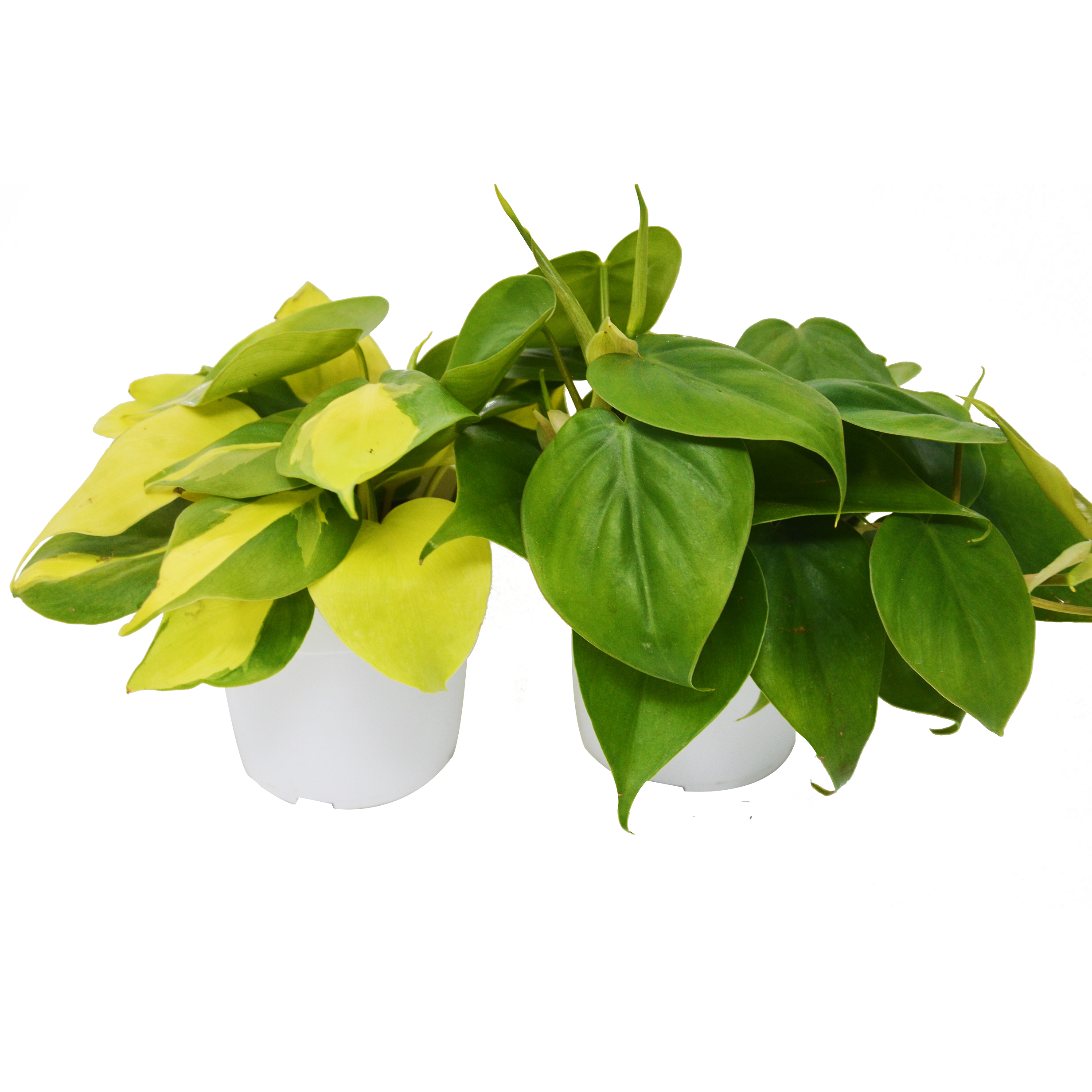 2 Philodendron Variety Pack - 4" Pot