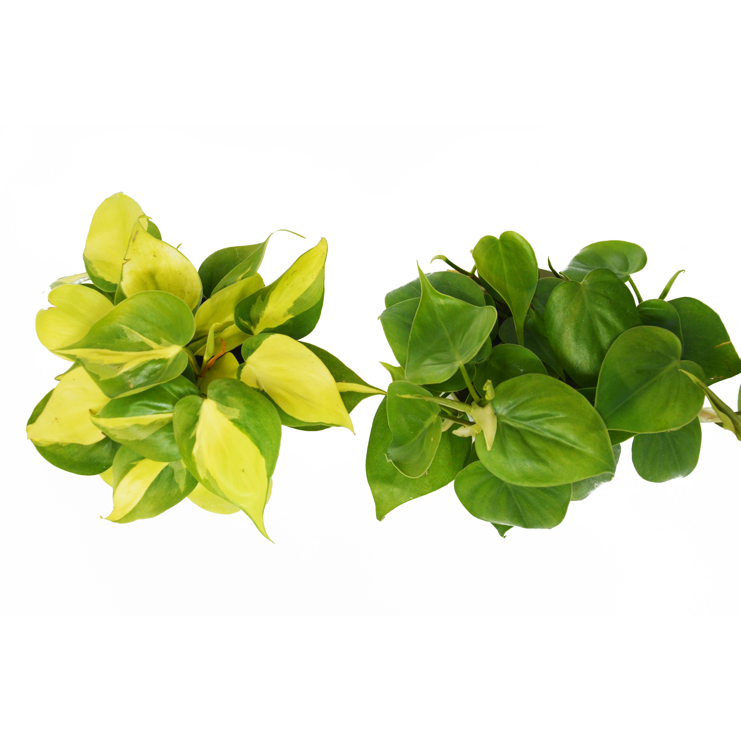 2 Philodendron Variety Pack - 4" Pot