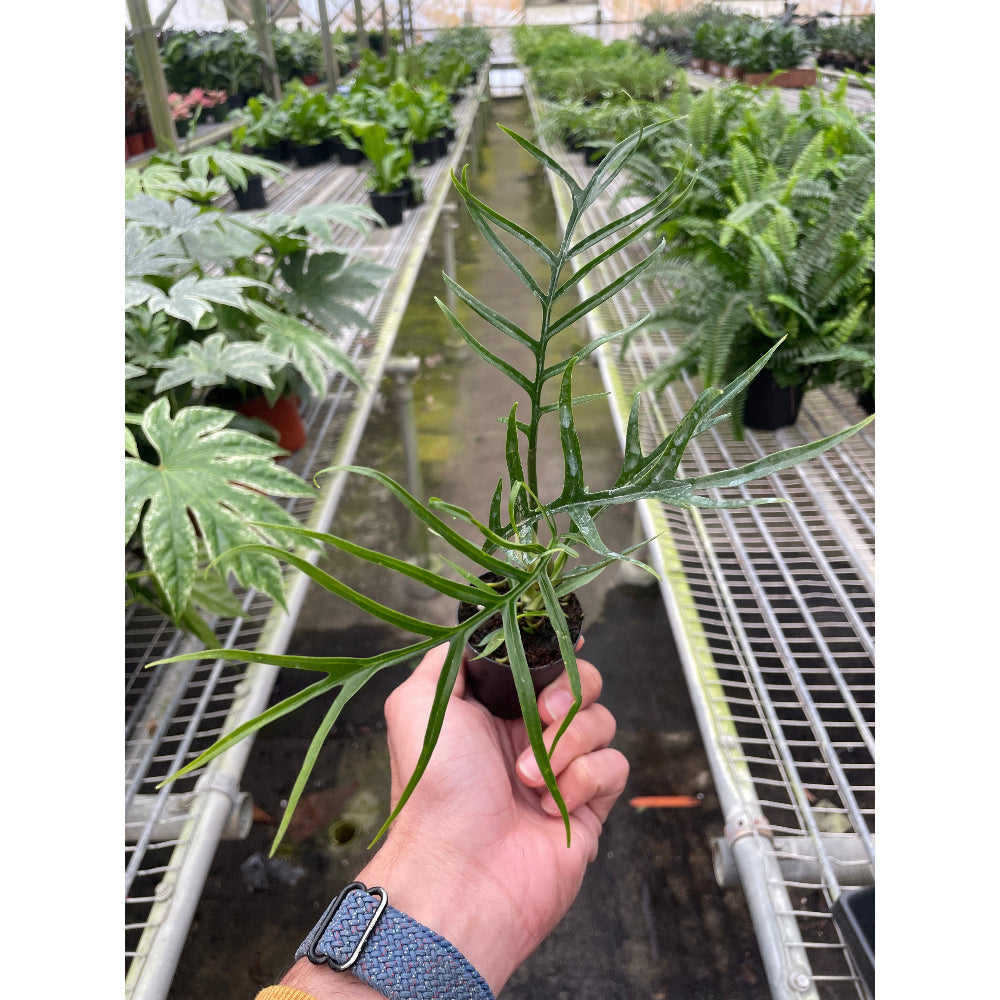 Hand holding a potted plant in a greenhouse setting