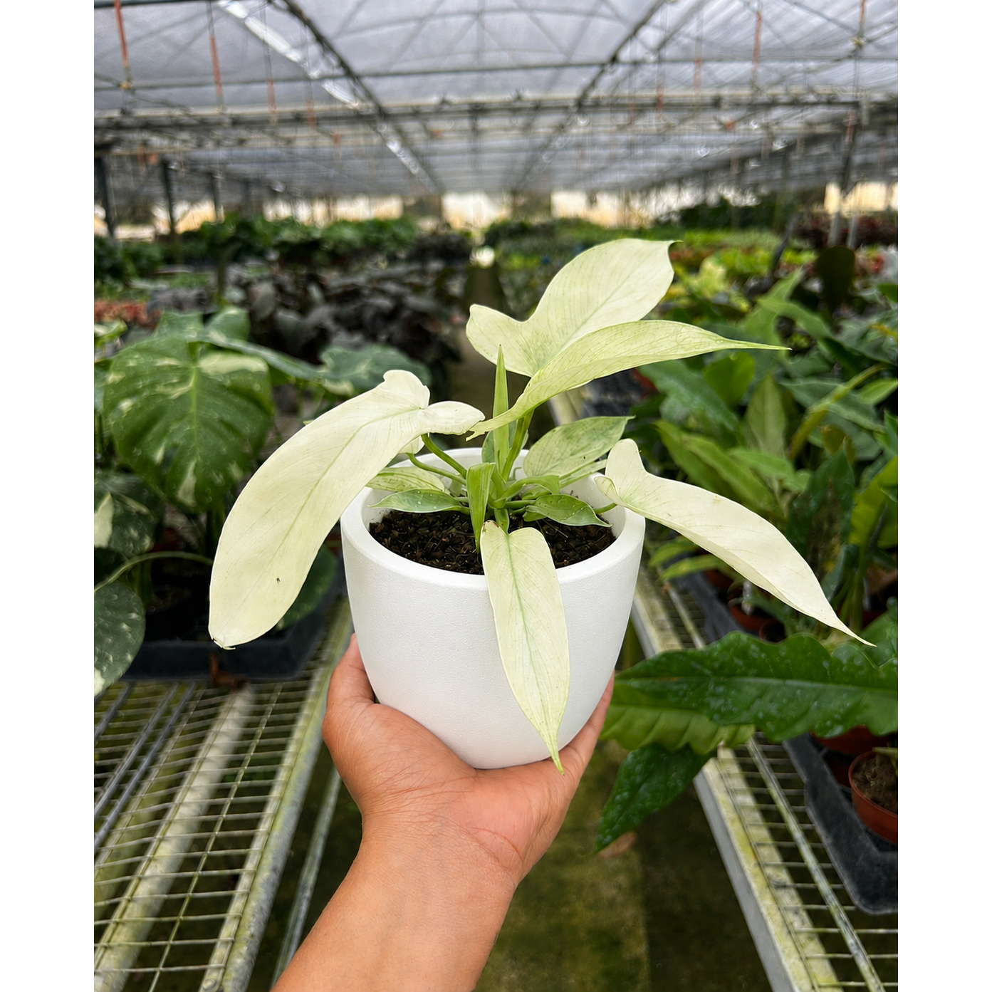 Philodendron 'Florida Ghost'