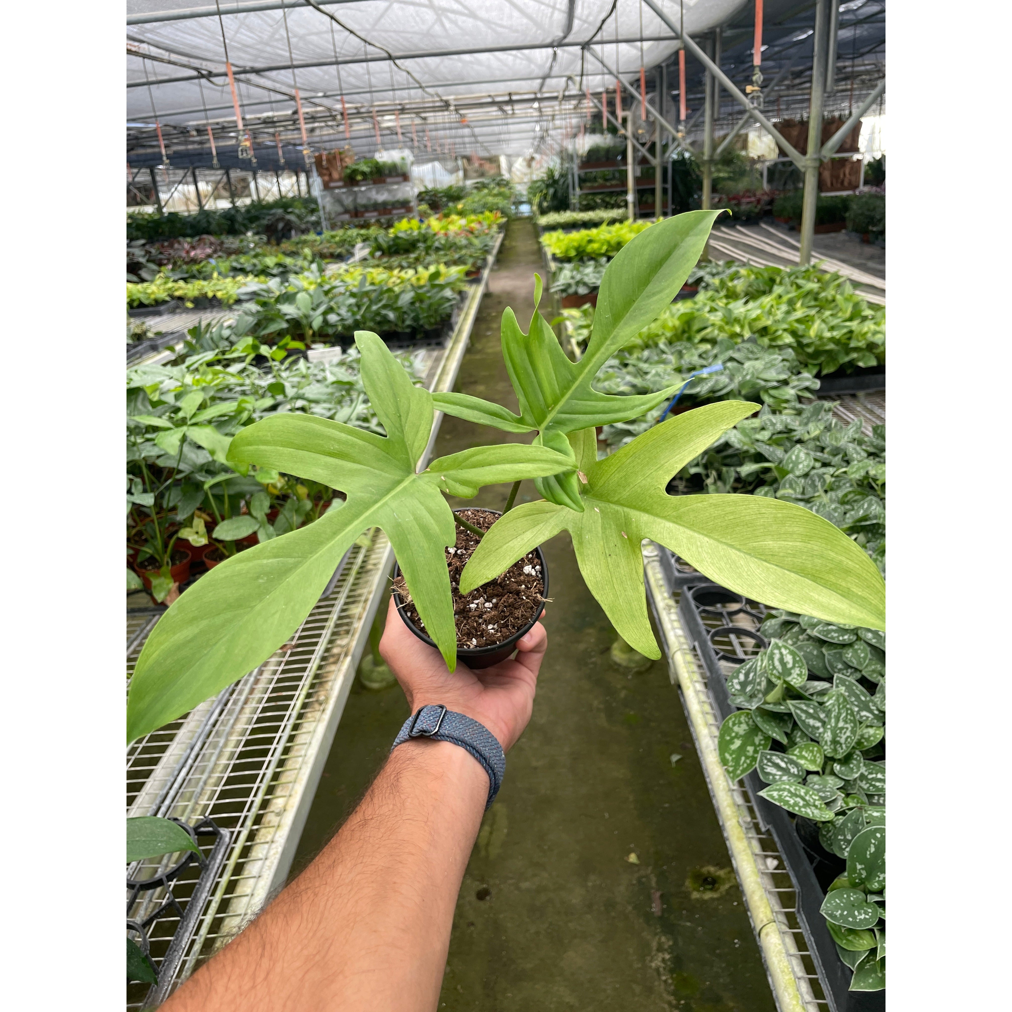 Philodendron 'Florida Ghost'