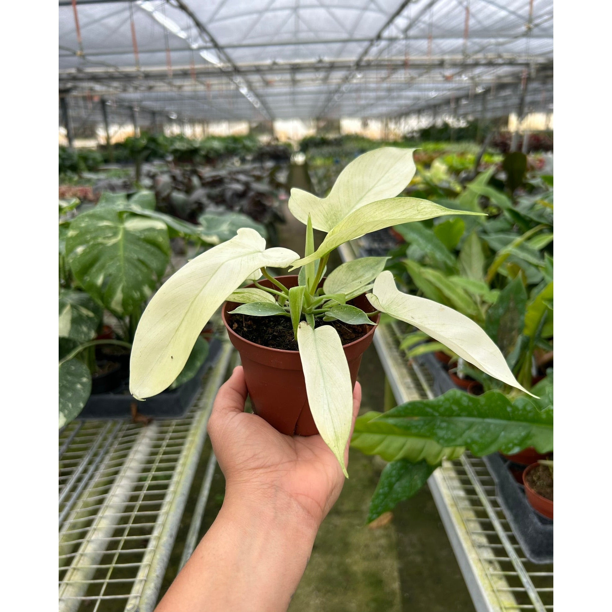 Philodendron 'Florida Ghost'