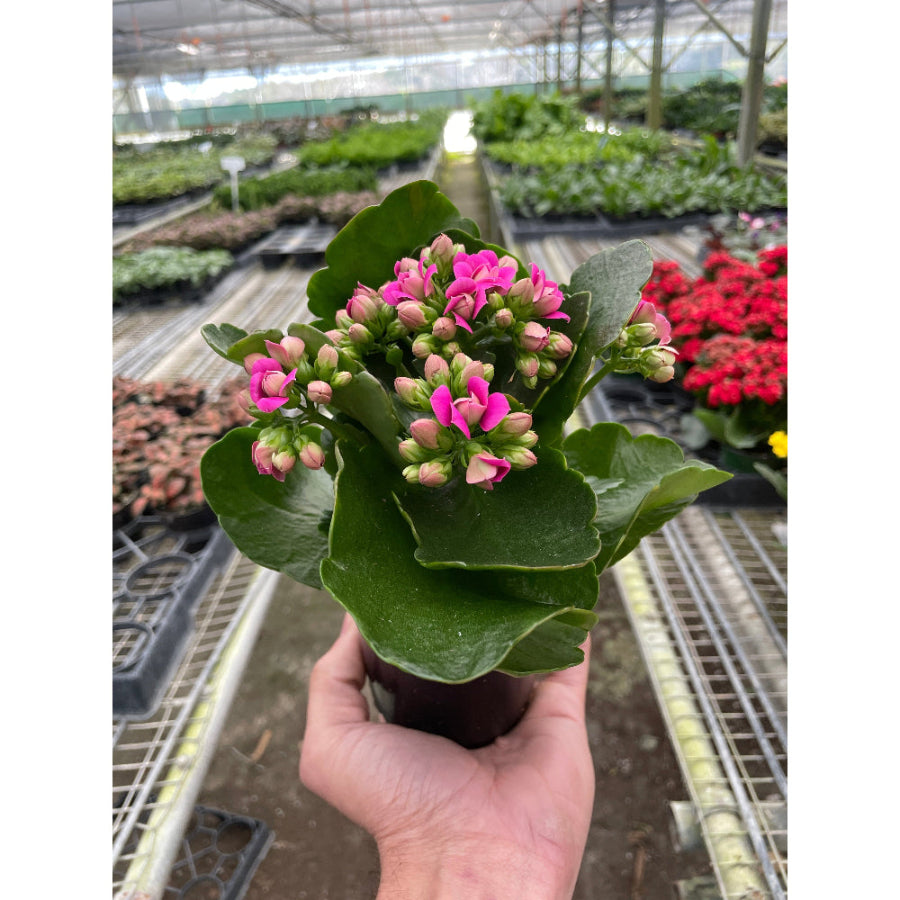 Hand holding a potted plant with pink flowers in a greenhouse setting