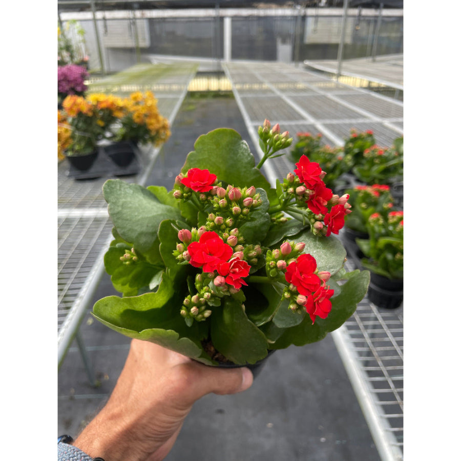 Hand holding a potted plant with red flowers in a greenhouse setting