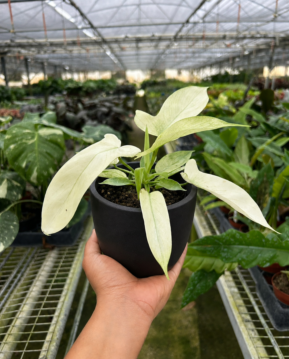 Philodendron 'Florida Ghost'