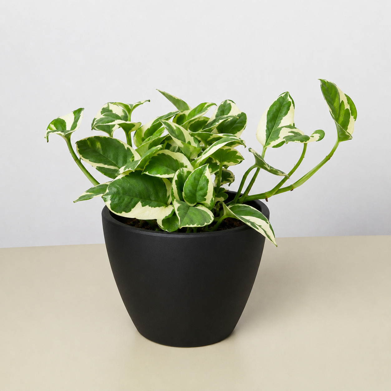 Pothos 'N'joy'