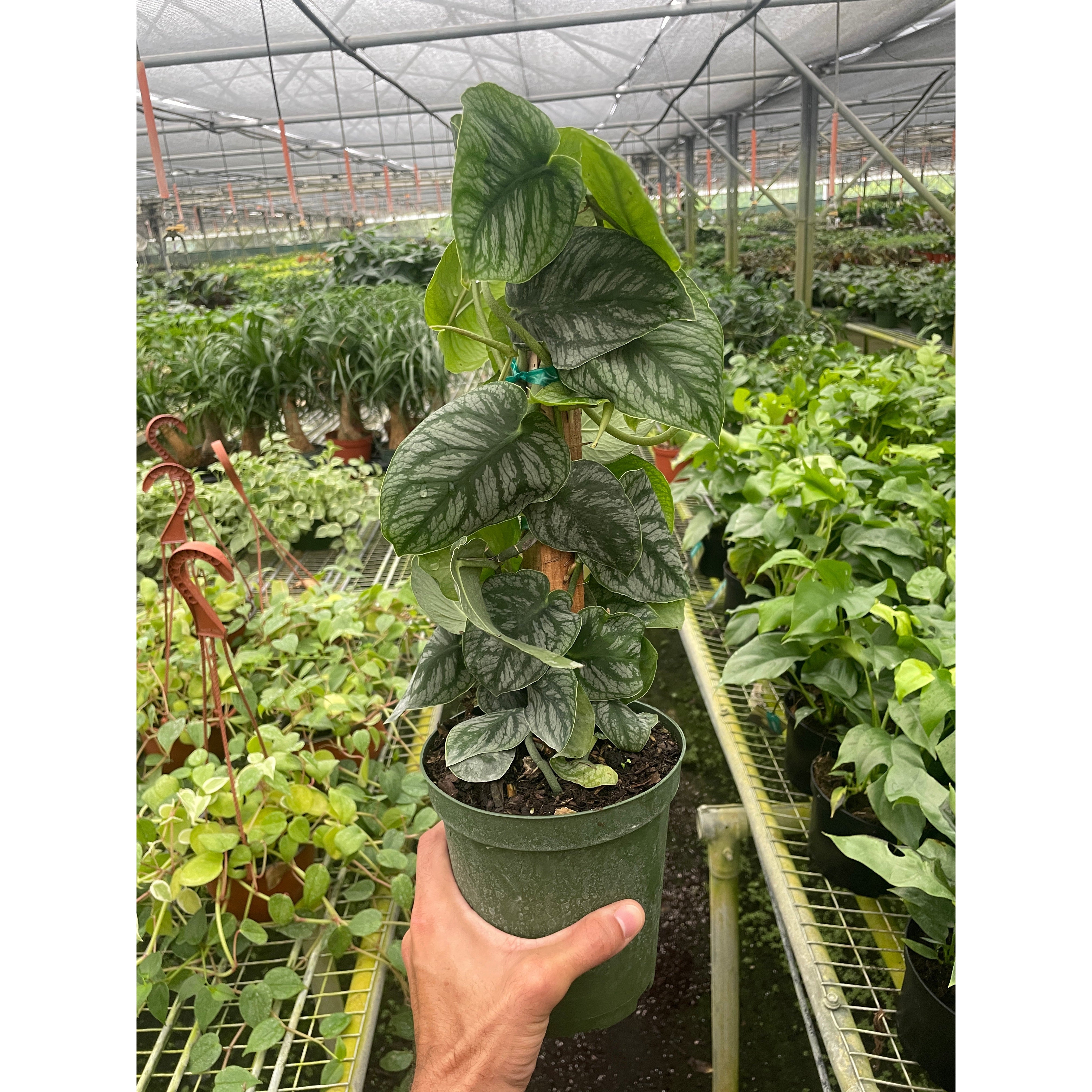 Monstera 'Dubia' (Shingle Plant)