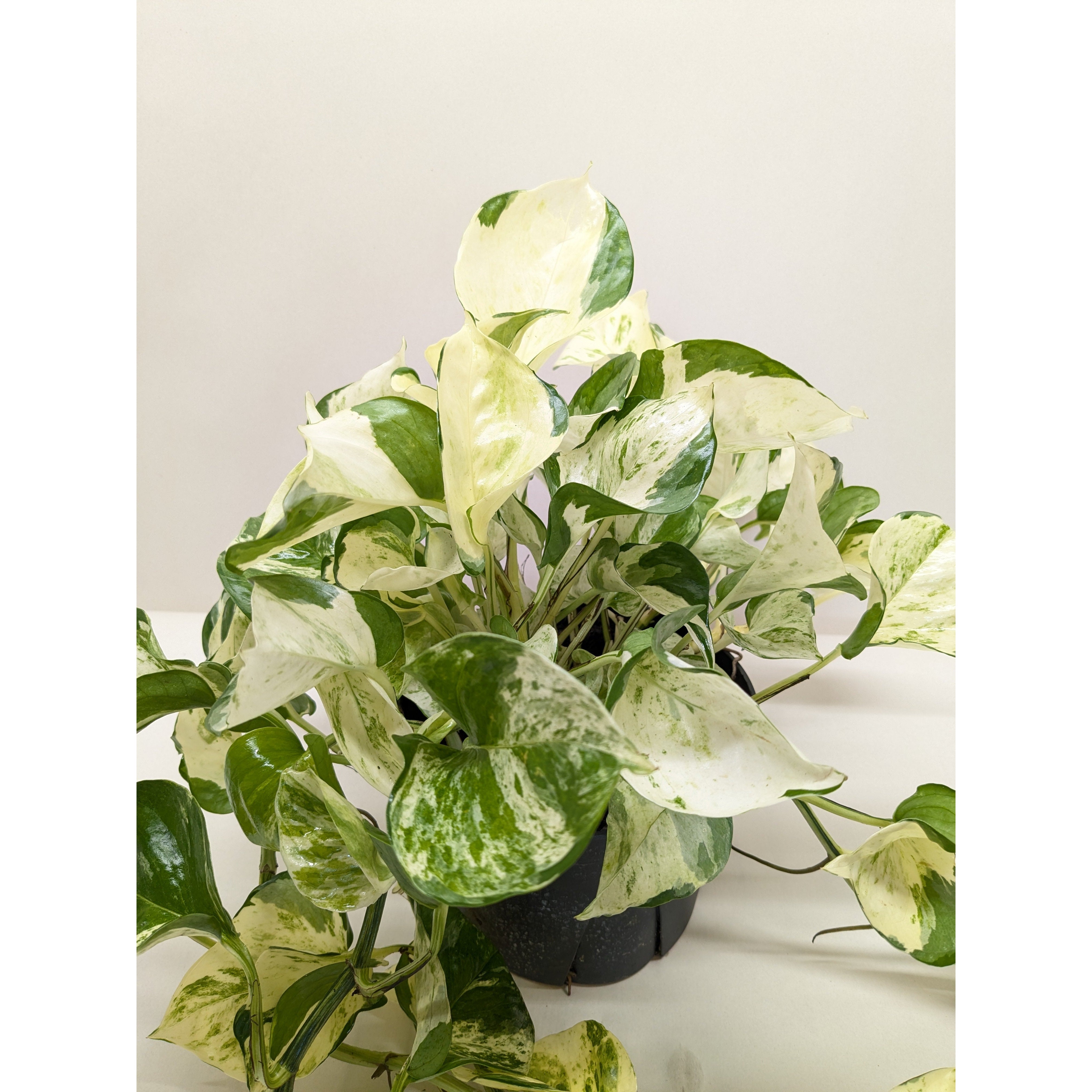 Pothos 'Manjula'