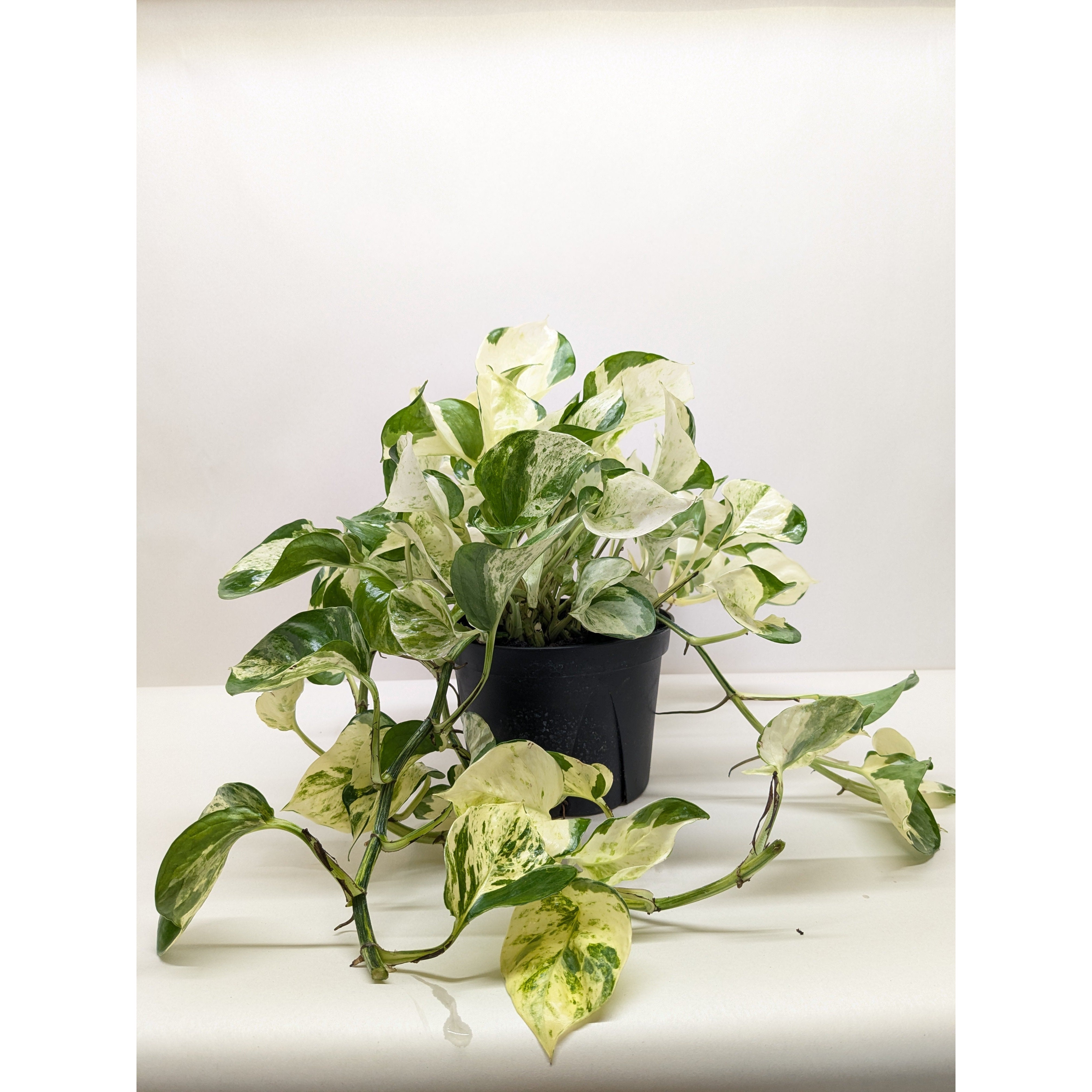 Pothos 'Manjula'