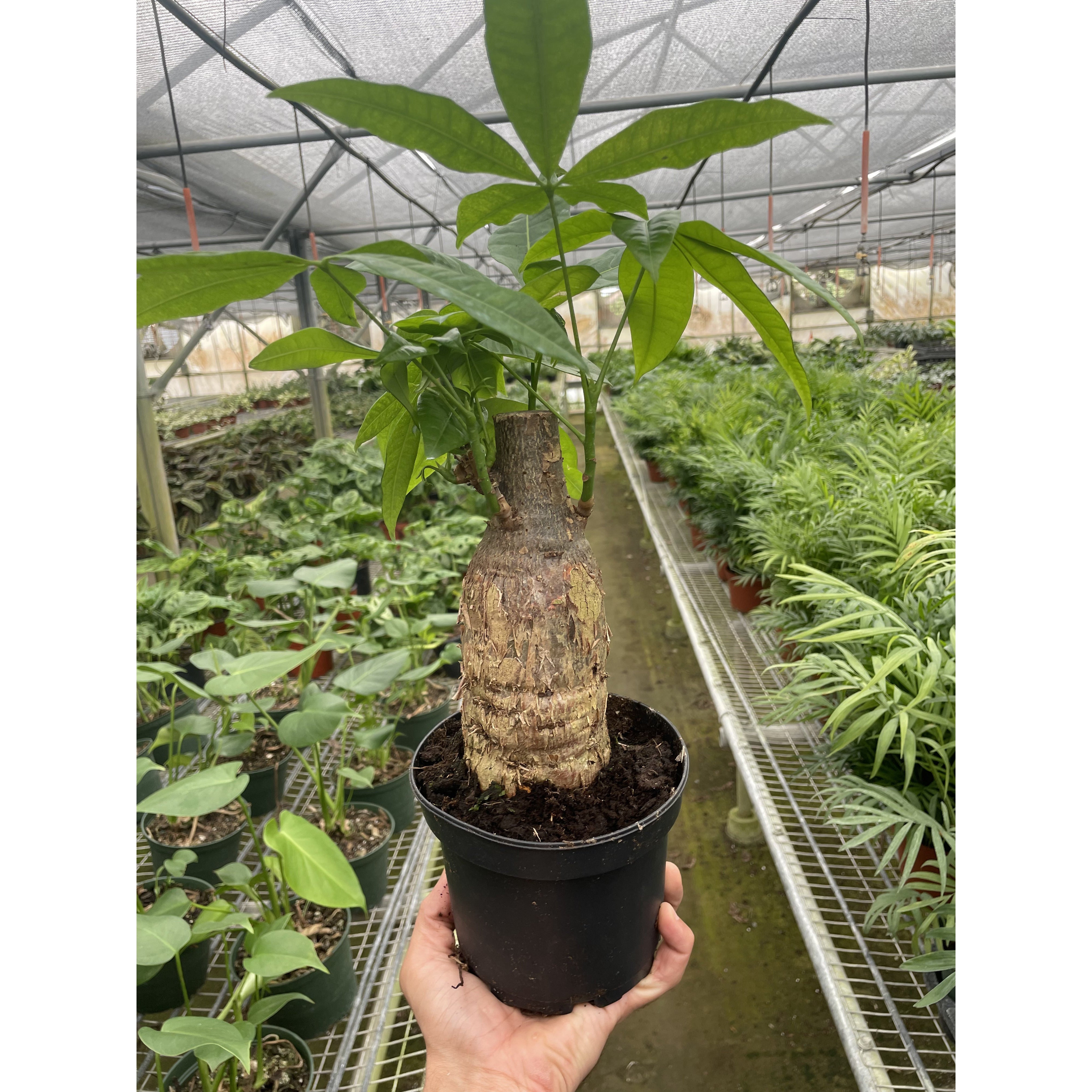 Money Tree 'Guiana Chestnut' Pachira Stump