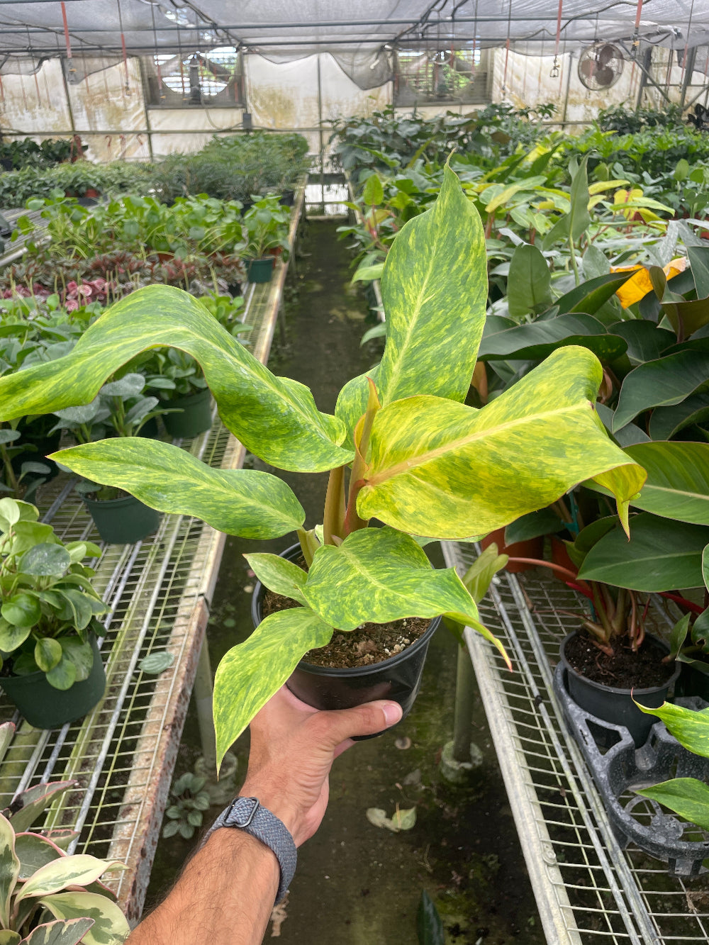 Person holding a potted plant in a greenhouse setting