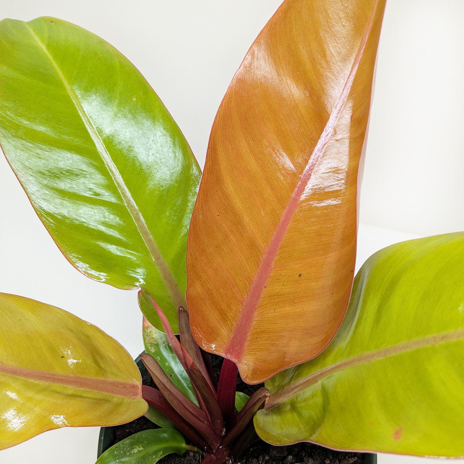 Philodendron 'Prince of Orange'