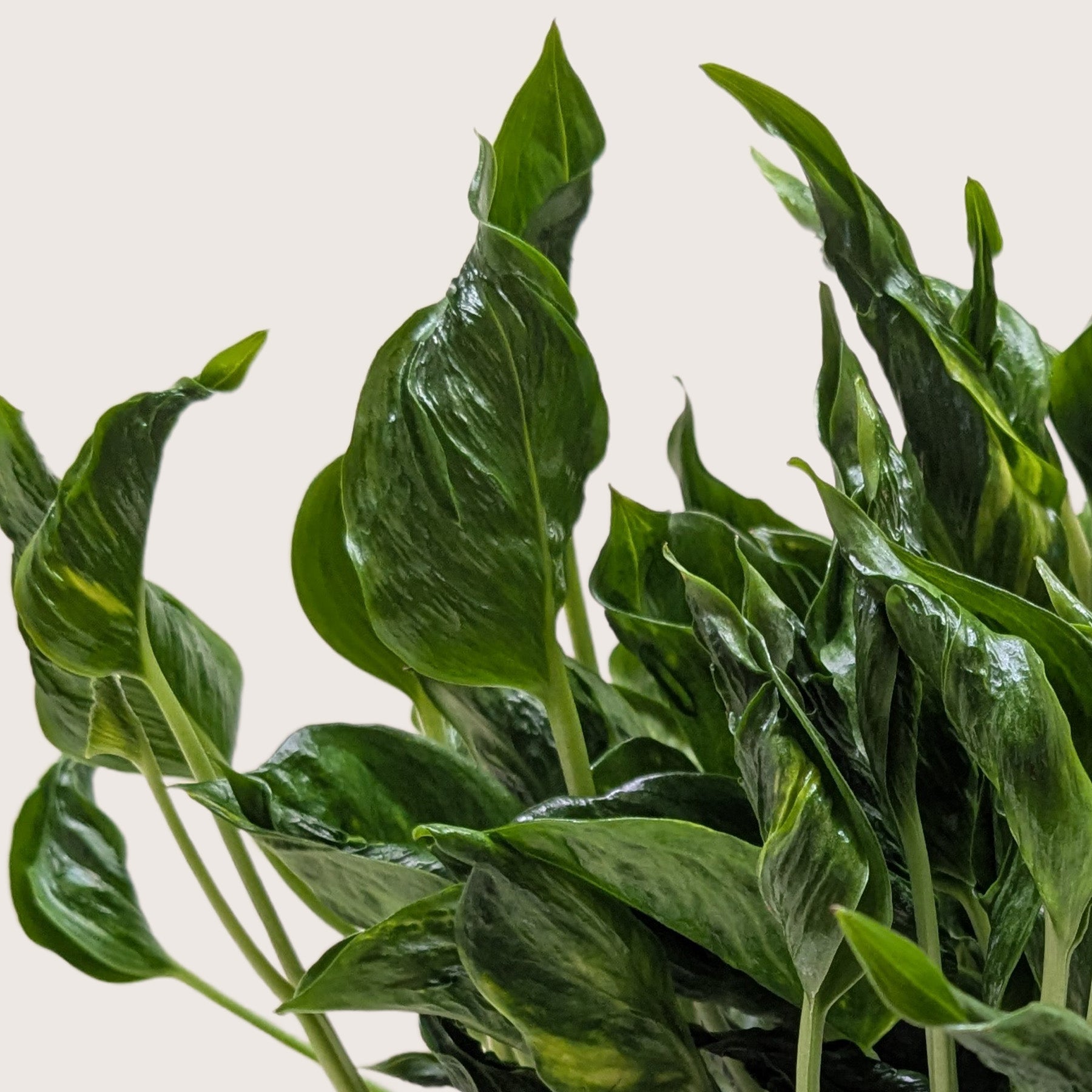 Pothos 'Shangri La'