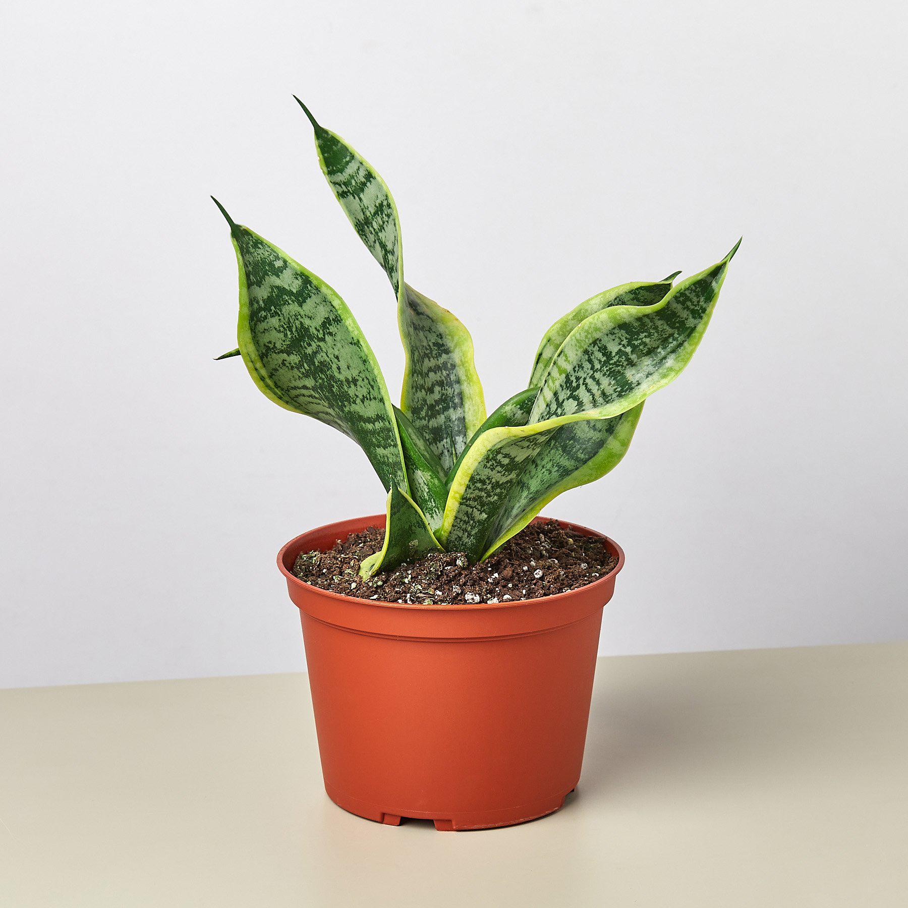 Potted snake plant on a neutral background