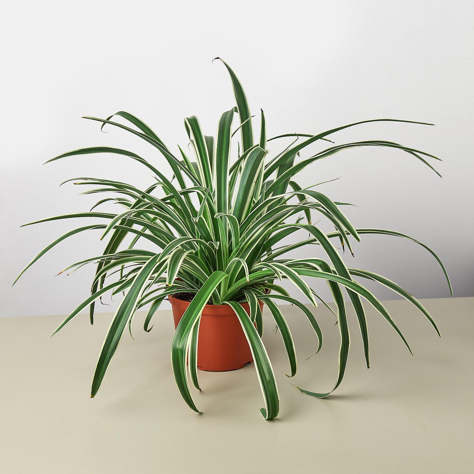 Spider Plant 'Reverse'