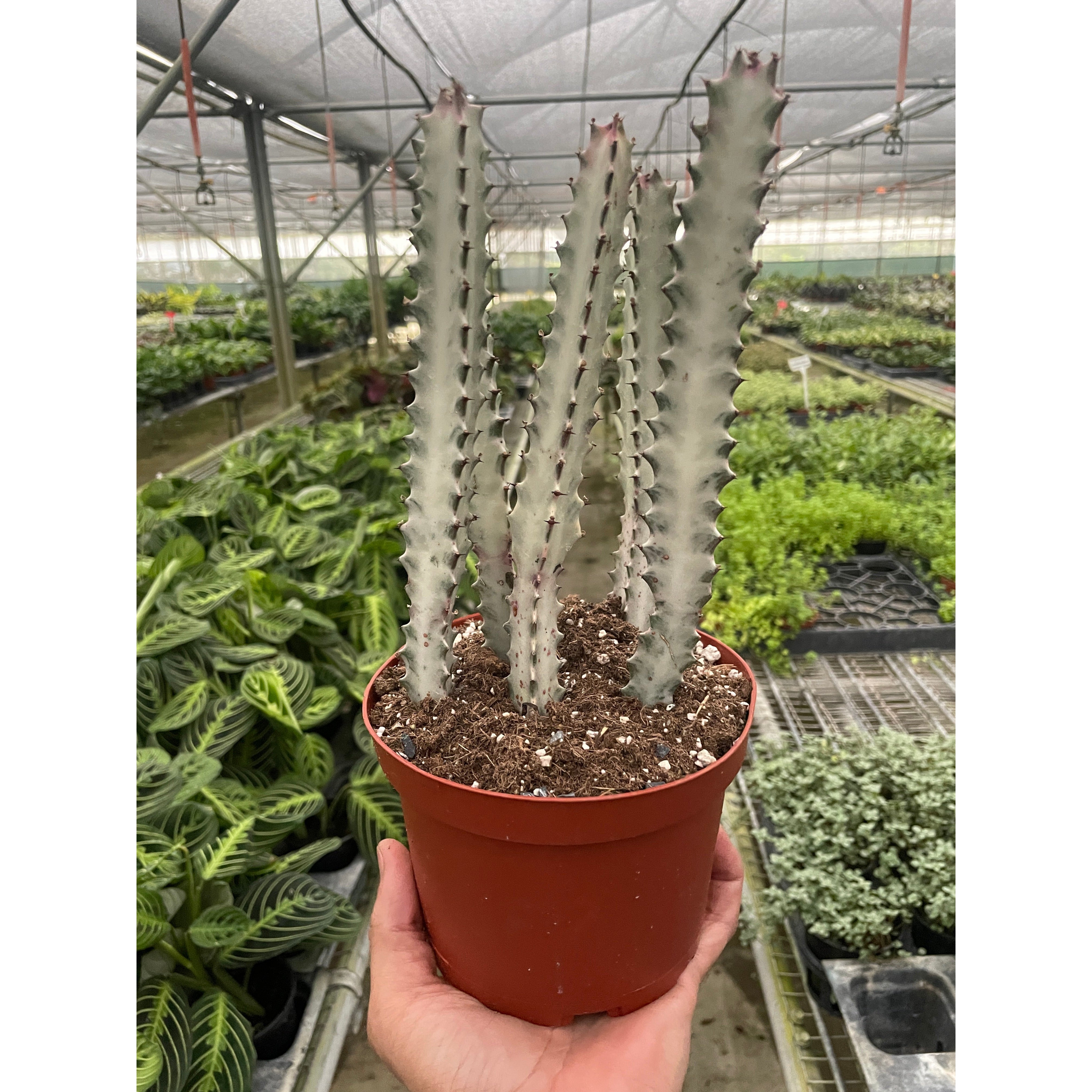 4" Succulent Euphorbia 'Dragon Bone'