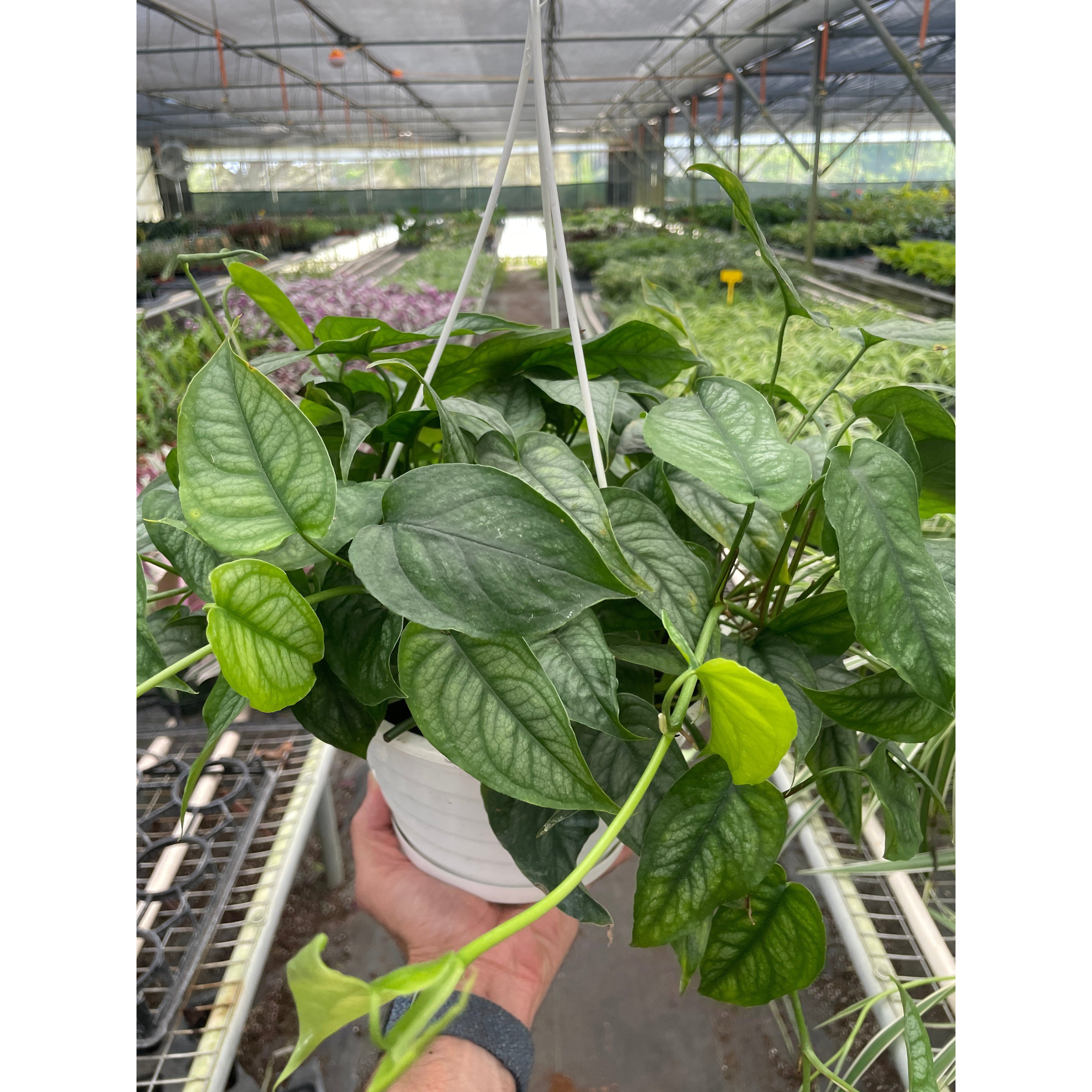 Monstera 'Siltepecana'