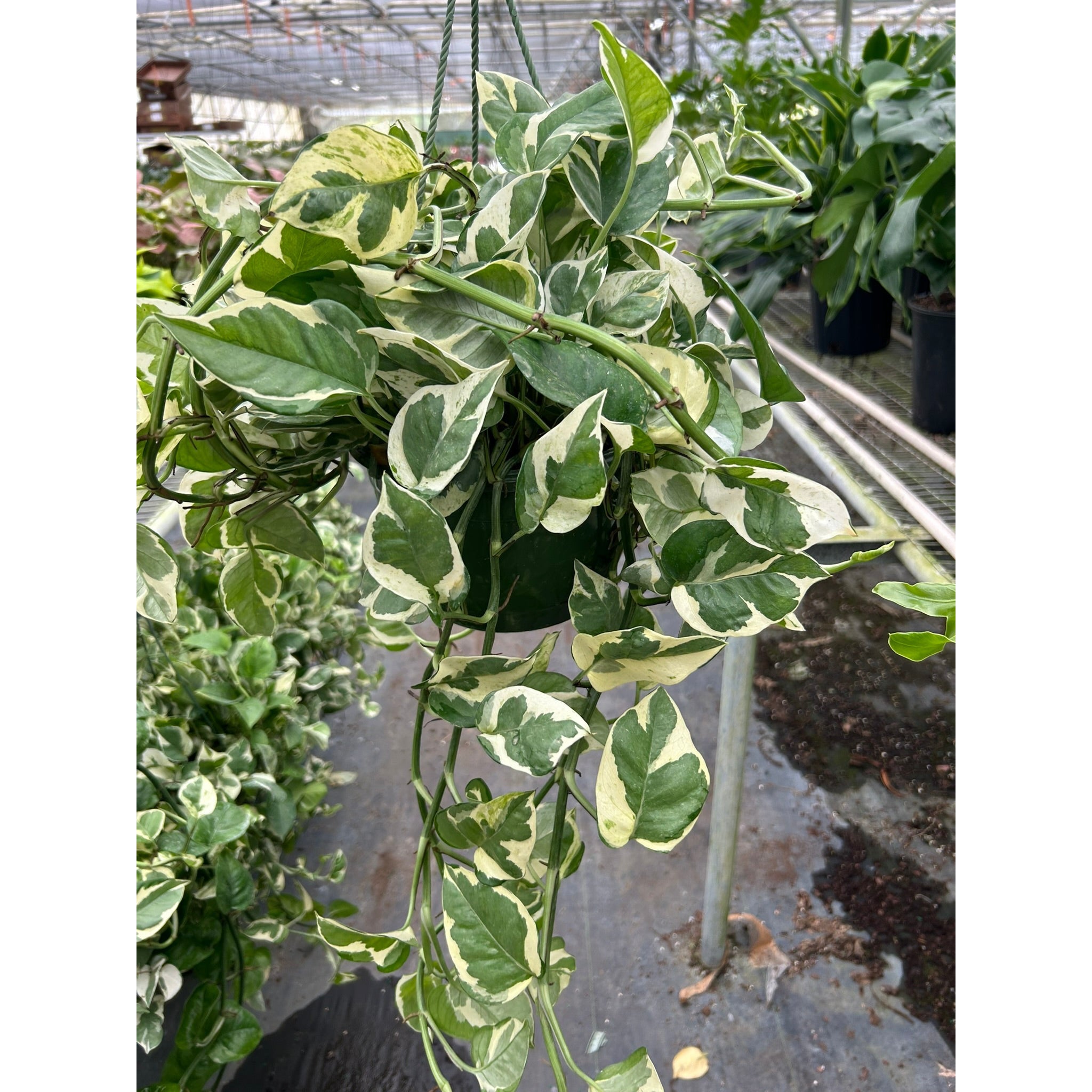 Pothos 'N'joy'