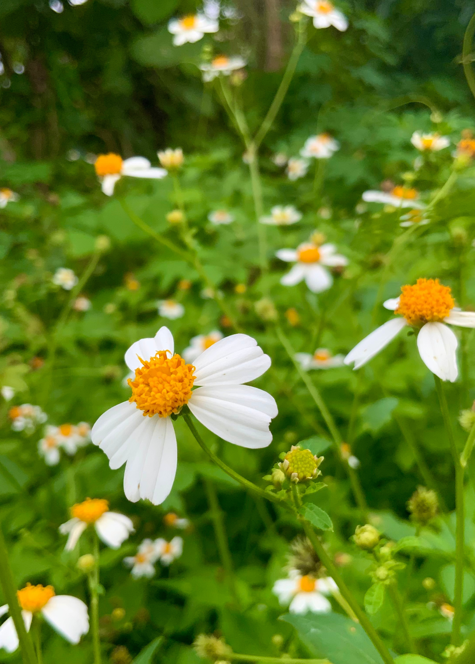 Spanish Needle (Bidens Alba)