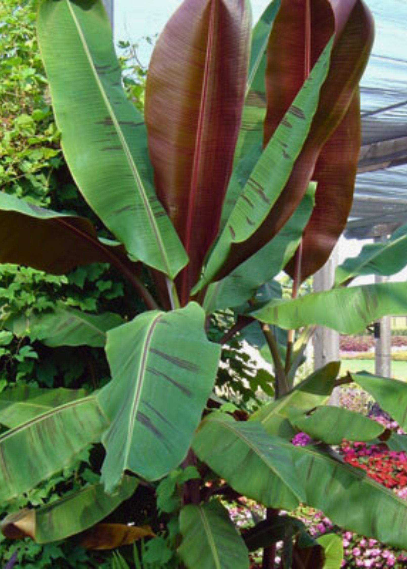 Banana 'Bordelon' (Musa)