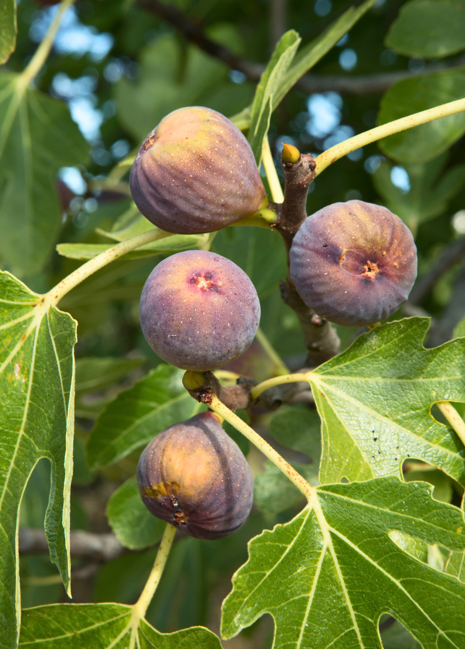 Fig 'Chicago Hardy' (Ficus carica)