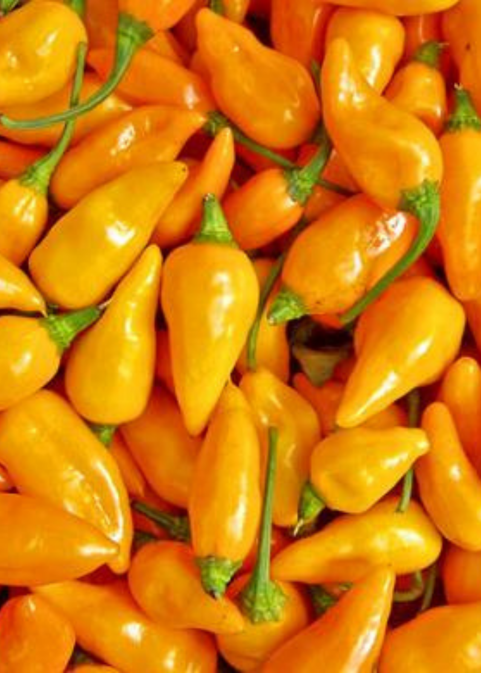 Datil Pepper (Capsicum chinense)