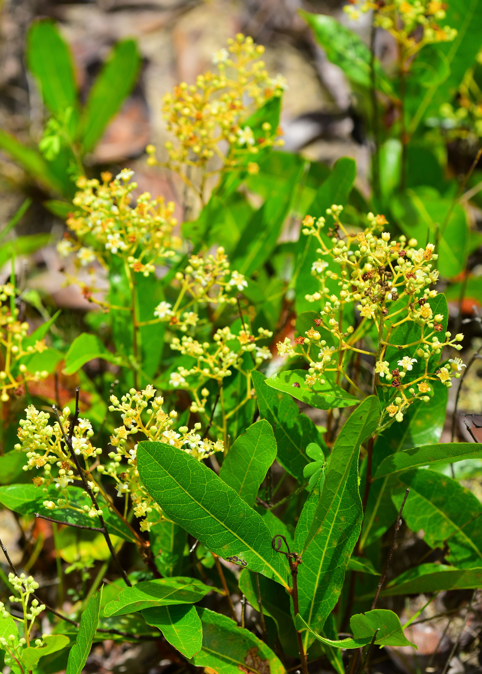 Gopher Apple (Geobalanus oblongifolius)