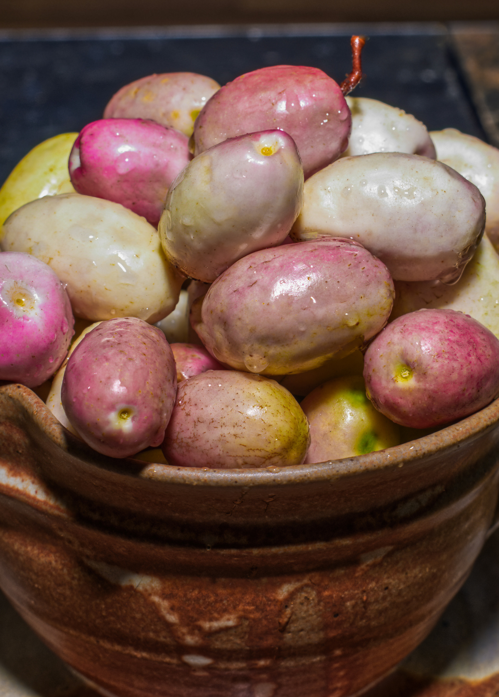 Gopher Apple (Geobalanus oblongifolius)