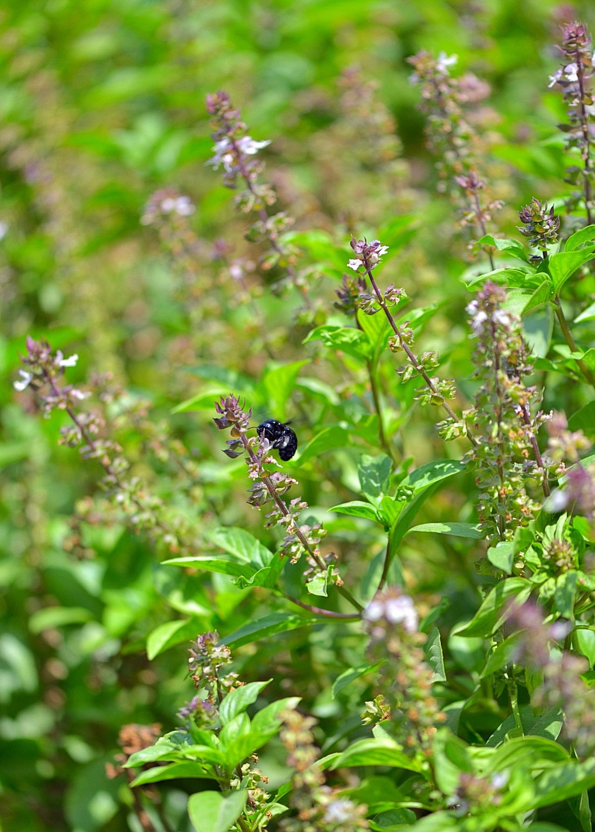 Tulsi 'Rama' (Ocimum sanctum)