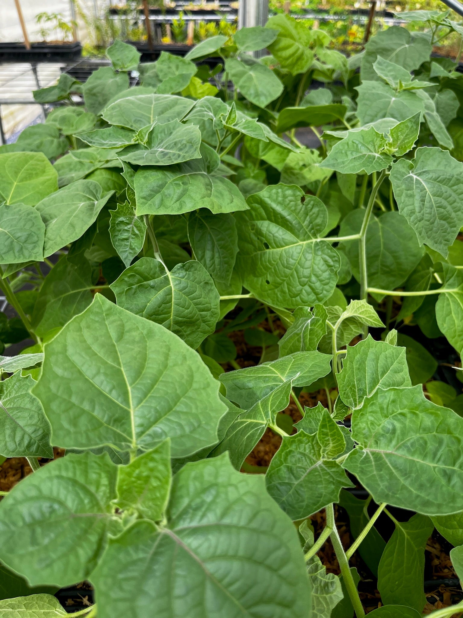 Hawaiian Poha Berry (Physalis peruviana)