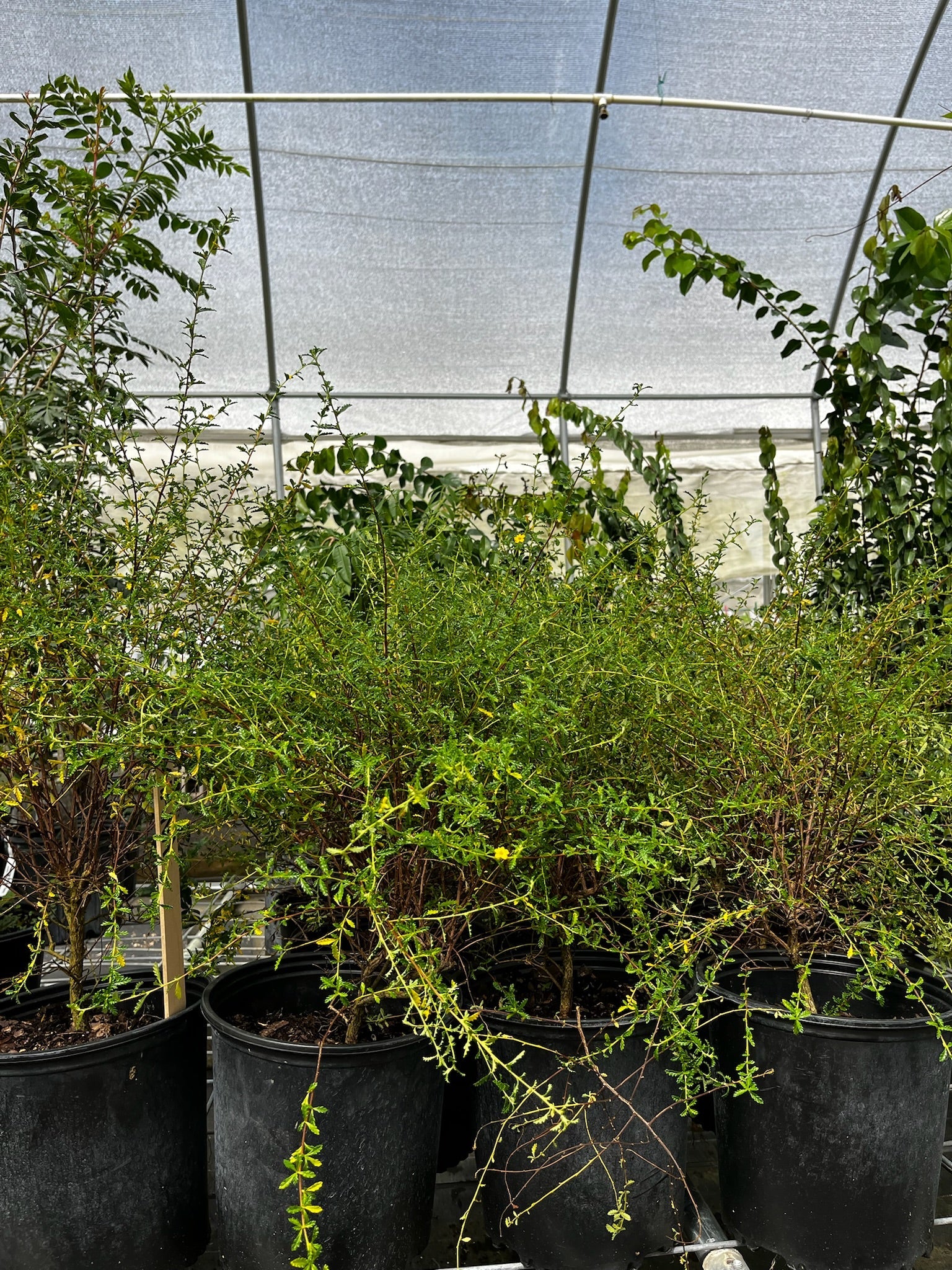 Damiana (Turnera diffusa)
