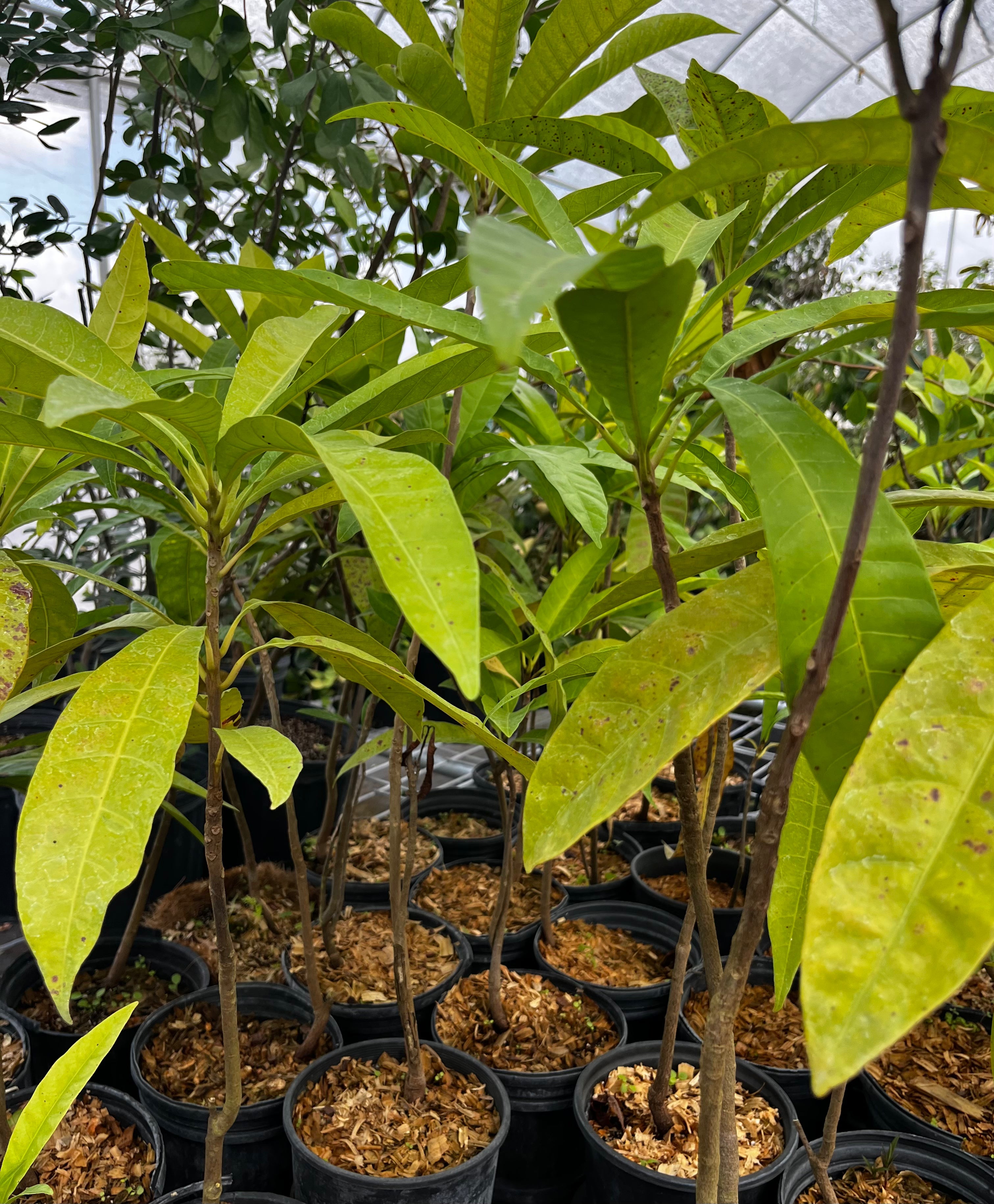 Canistel Seedling (Pouteria campechiana)