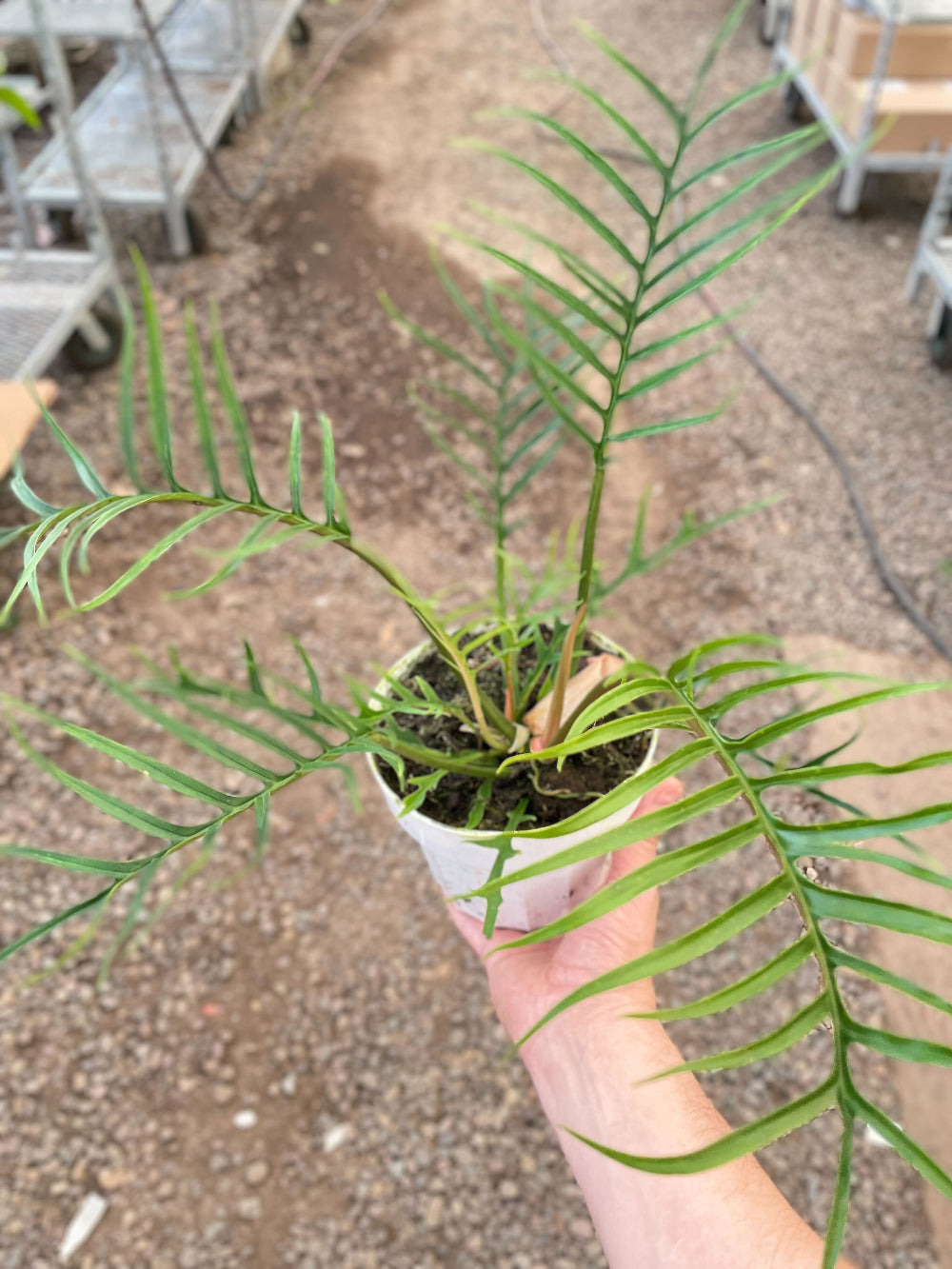 Small potted plant held by a hand with a blurred background