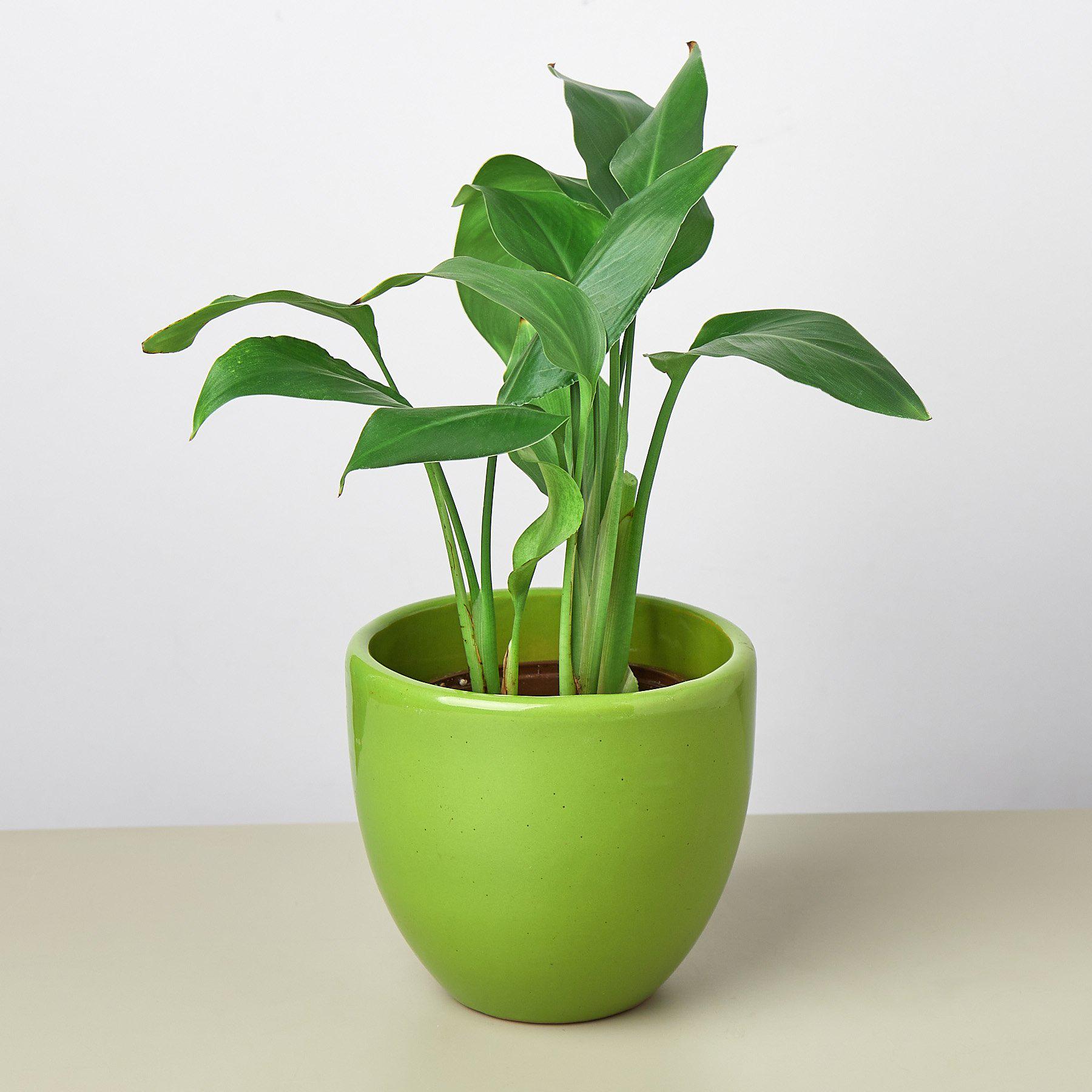 Liberty Bell Planter