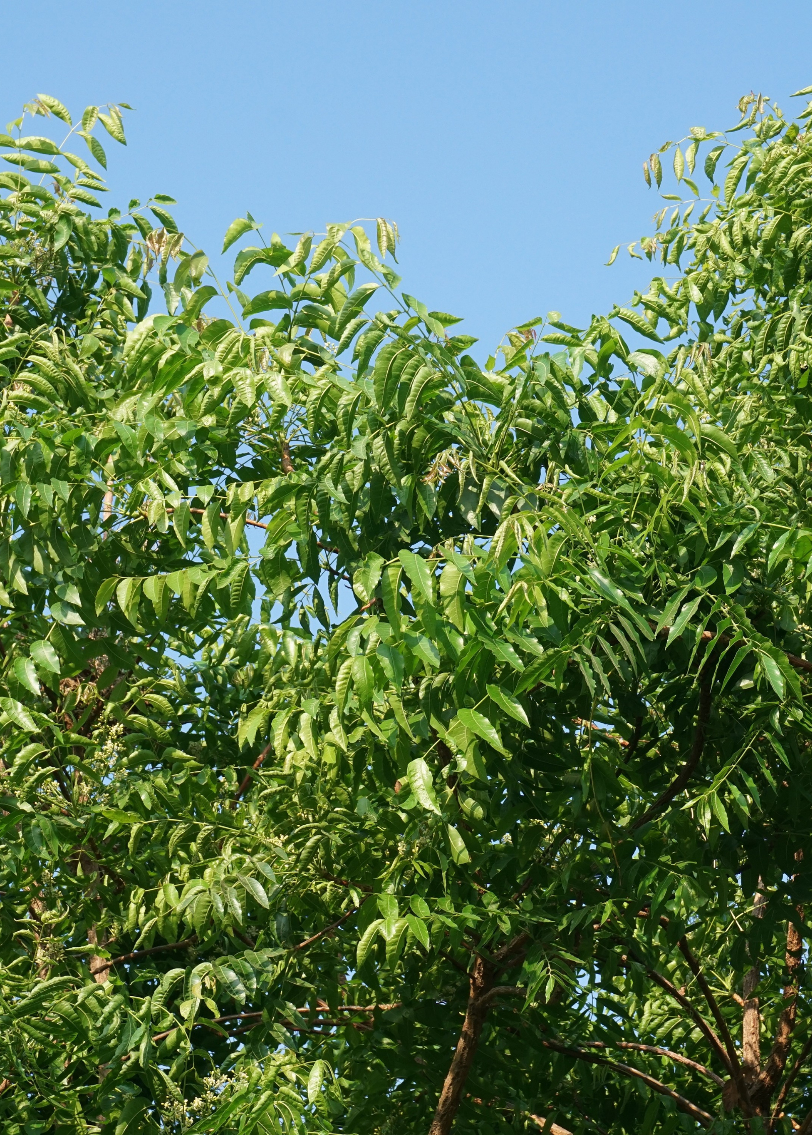 Neem Tree (Azadirachta indica)