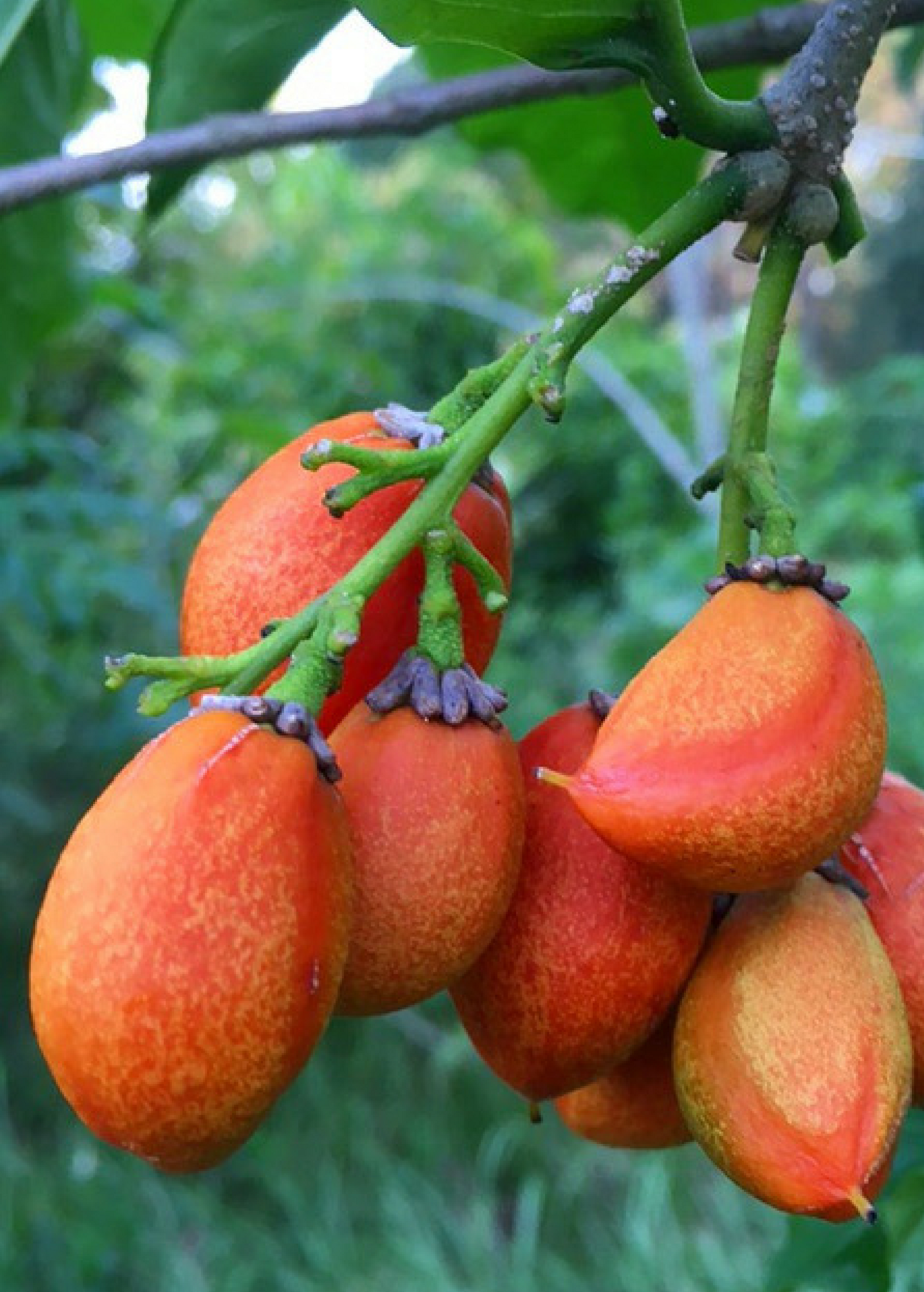 Peanut Butter Fruit (Bunchosia argentea)