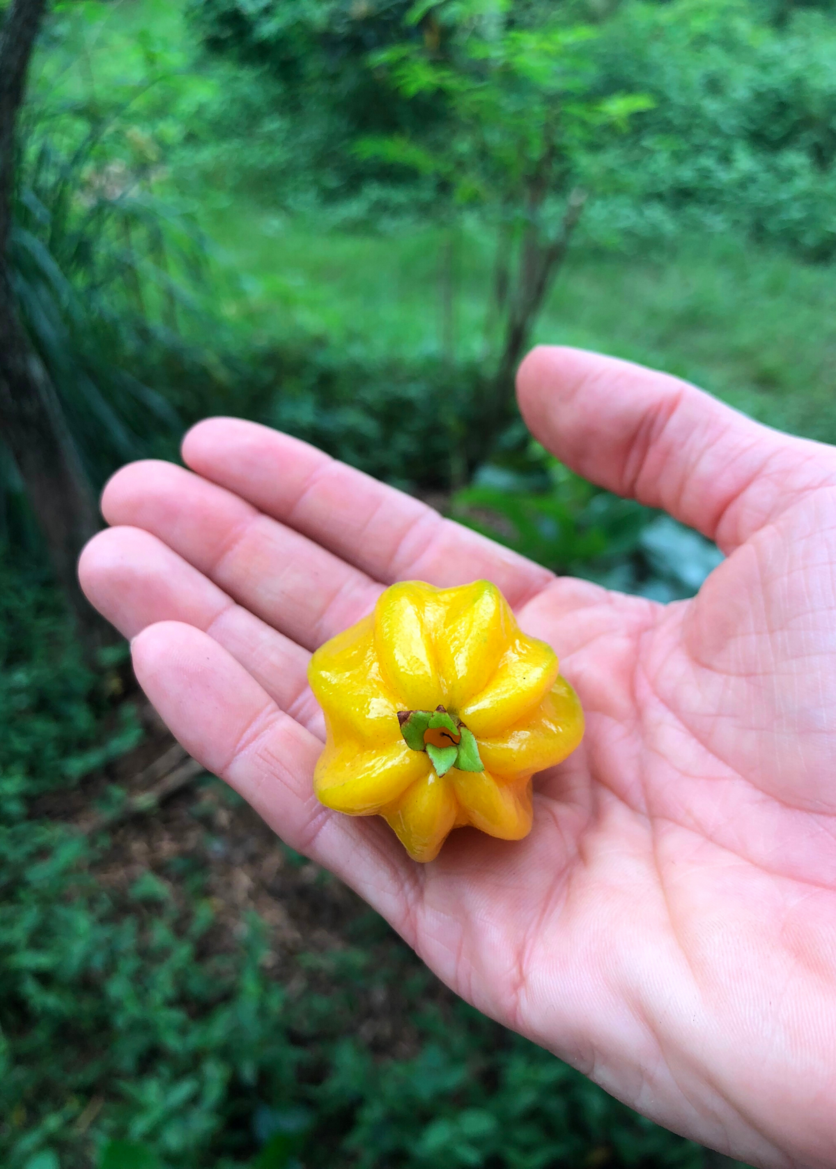 Pitangatuba (Eugenia neonitida)