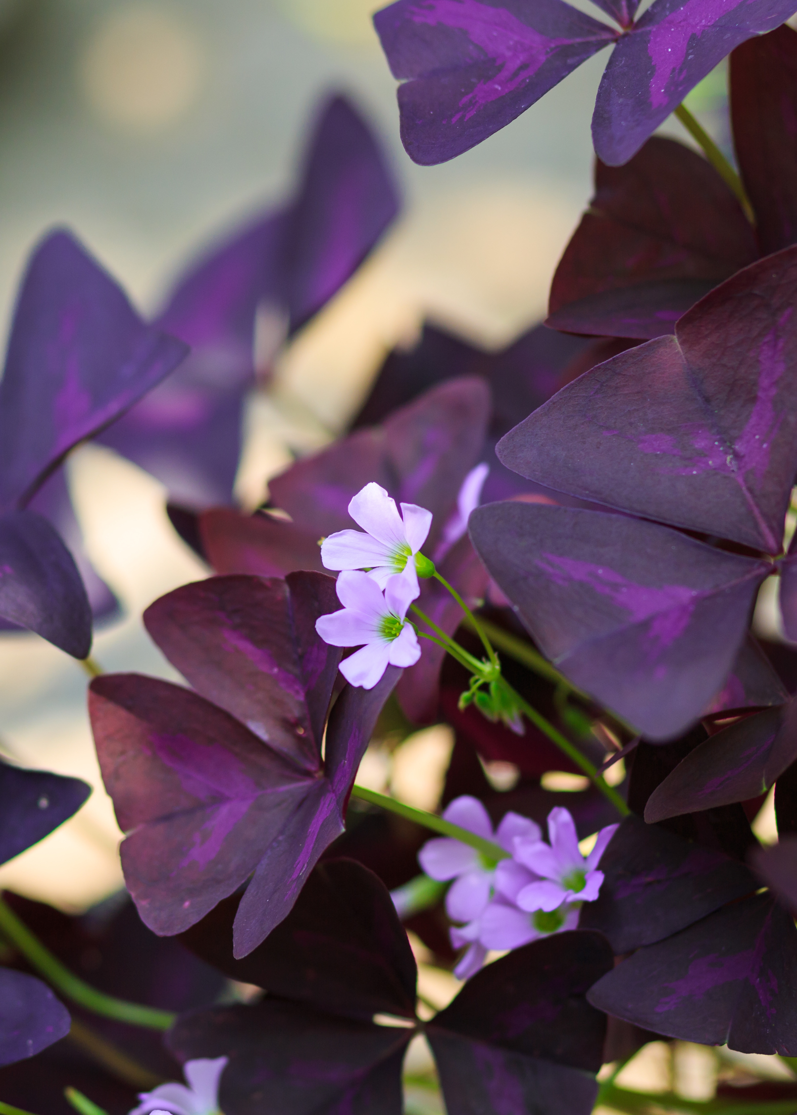 Purple Oxalis (Oxalis triangularis)