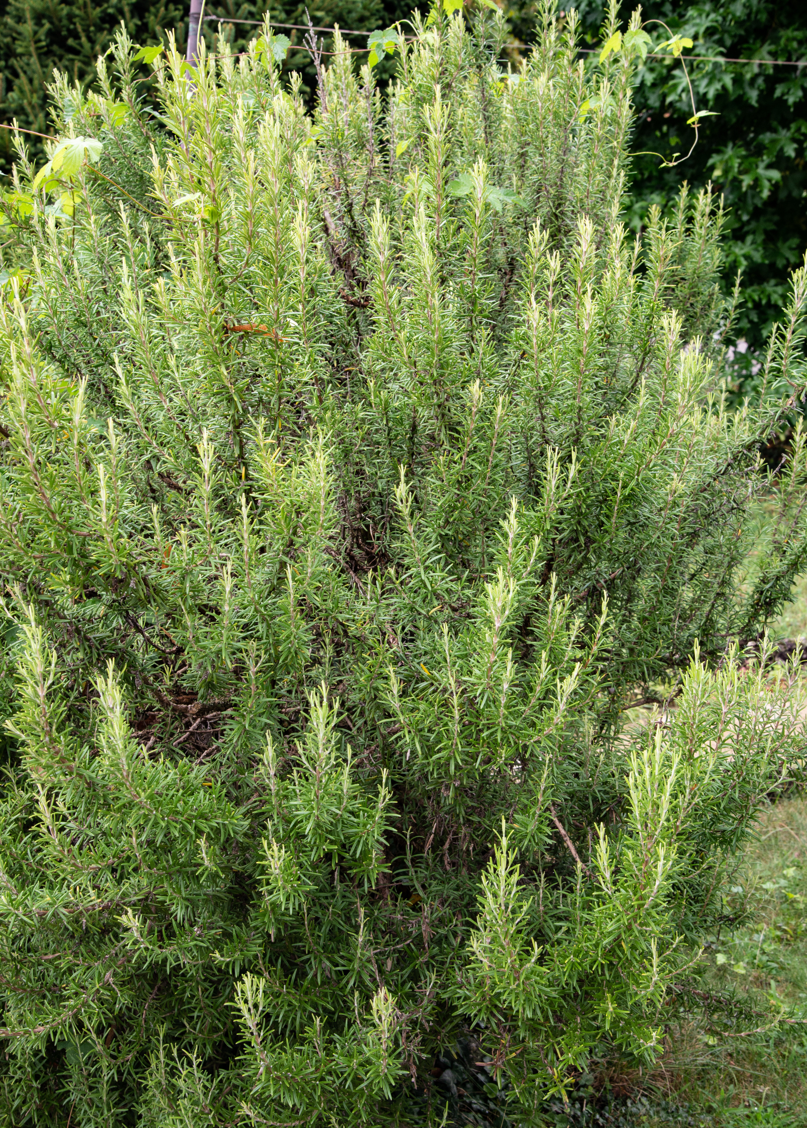 Rosemary (Rosmarinus officinalis)