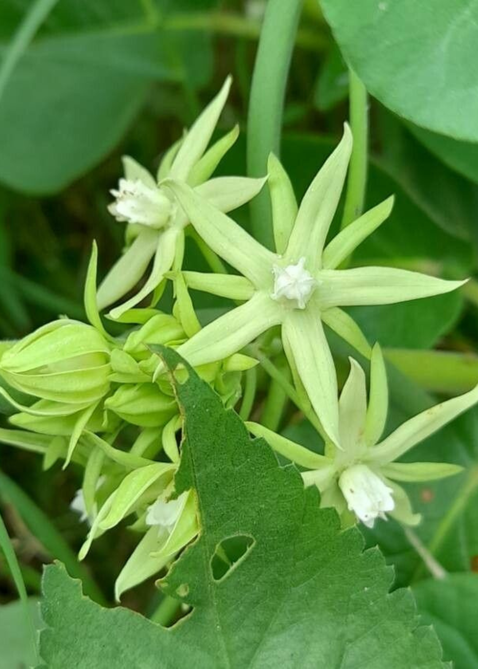 Sky Squash (Morrenia odorata)
