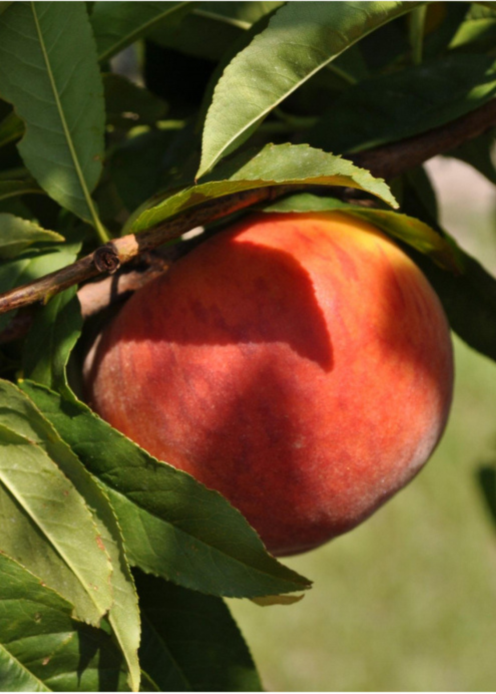 Peach 'UF Sun' (Prunus persica)