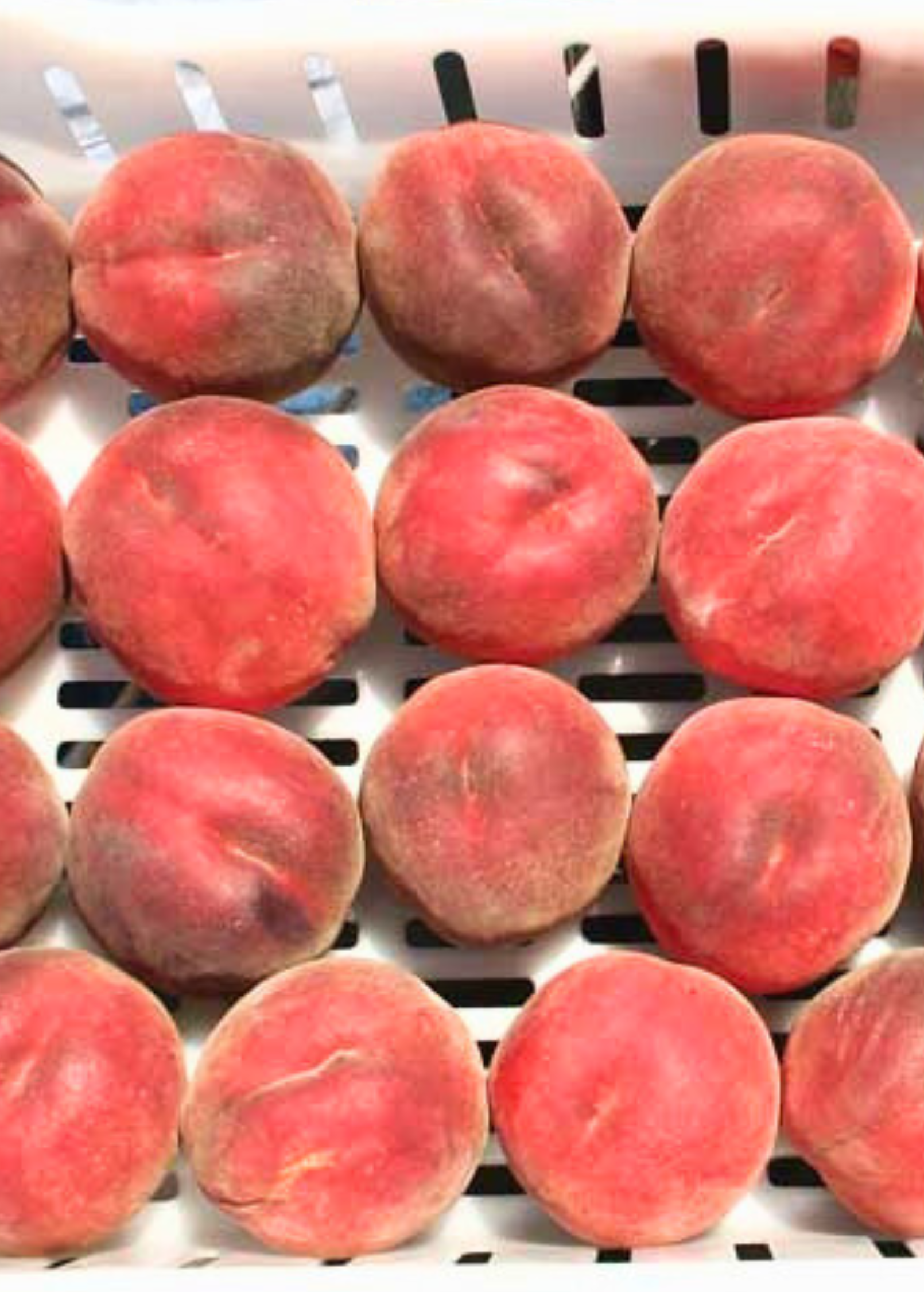 Peach 'UF One' (Prunus persica)
