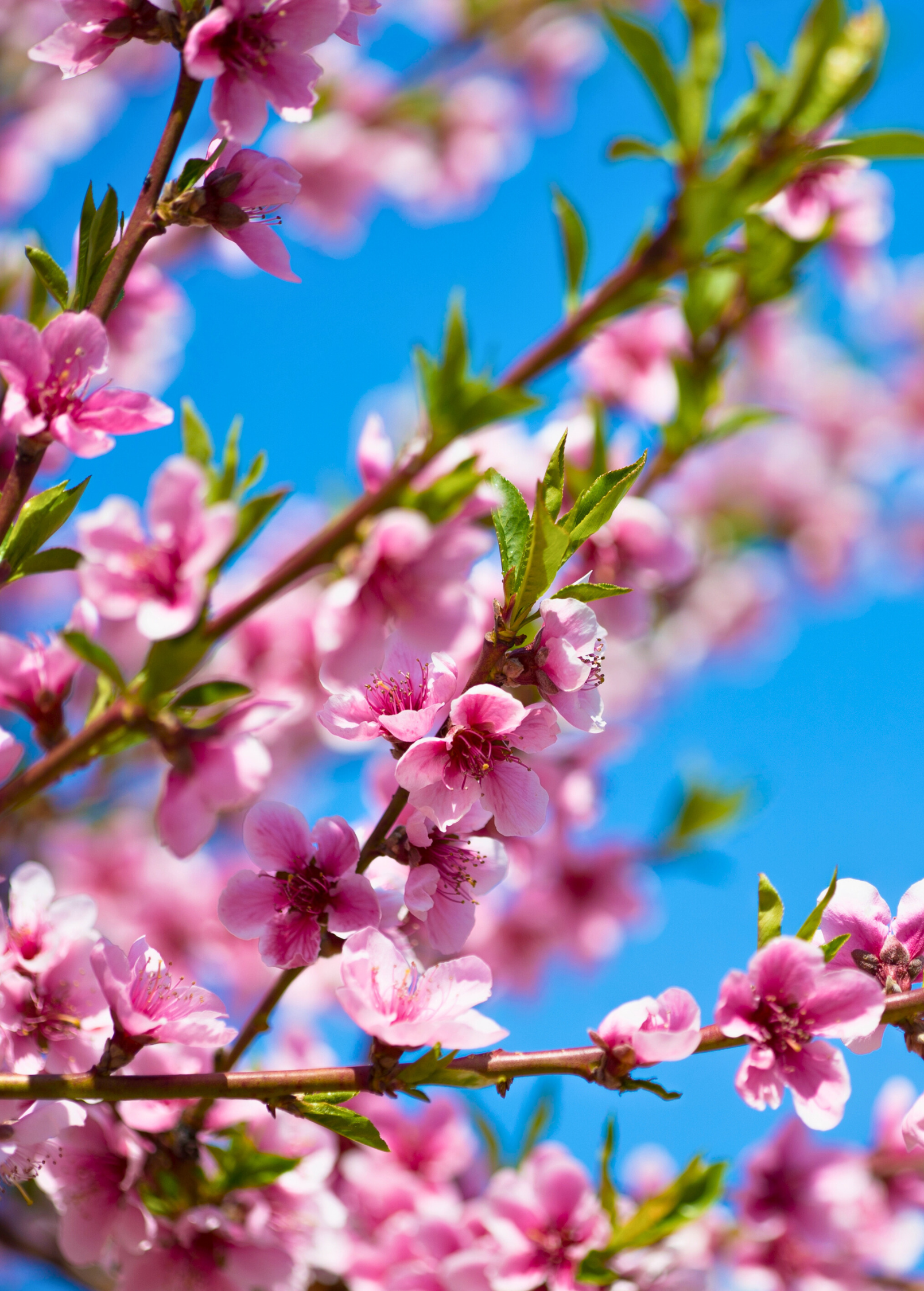 Peach 'UF One' (Prunus persica)
