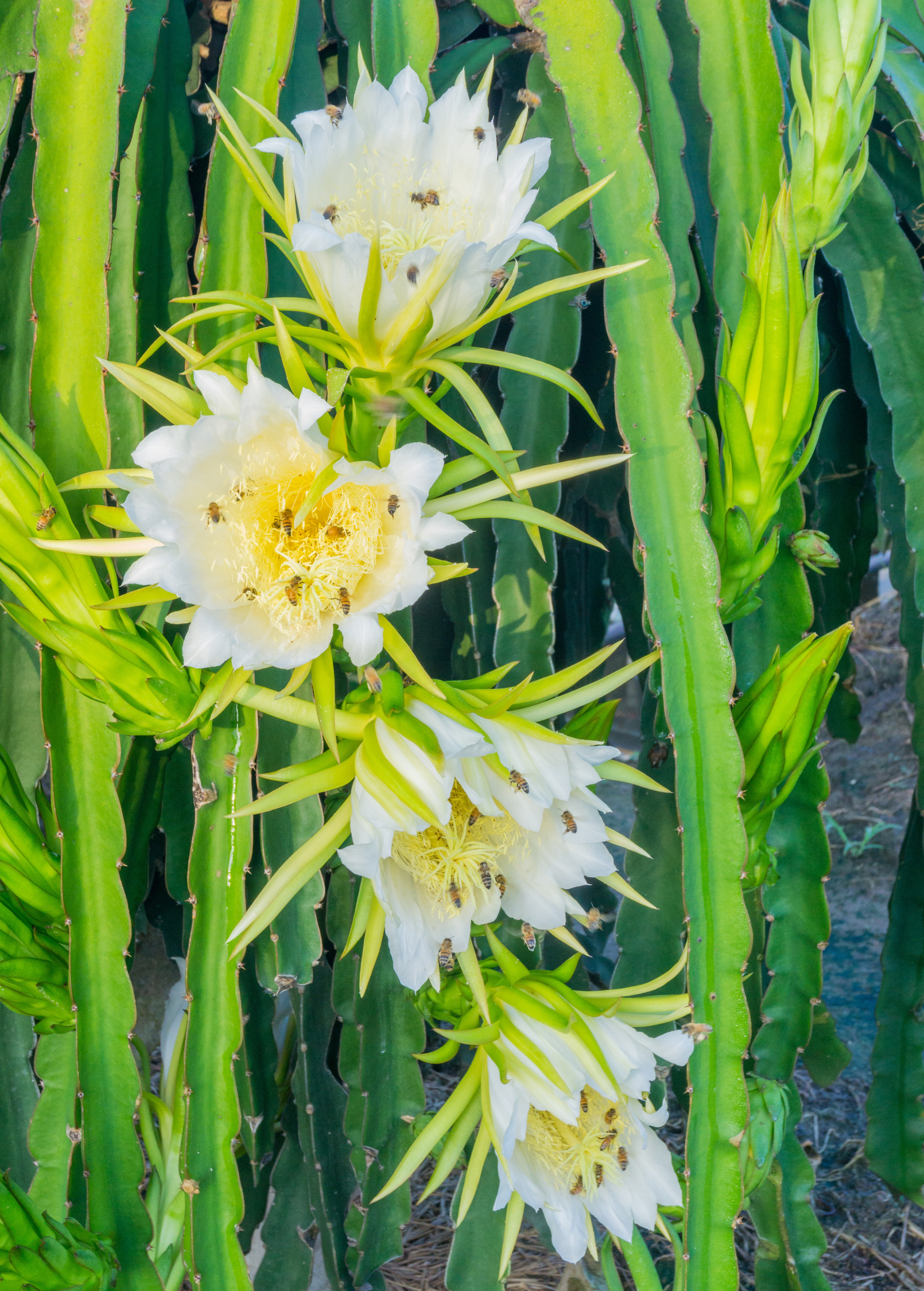 Dragon Fruit, Yellow (Selenicereus megalanthus)