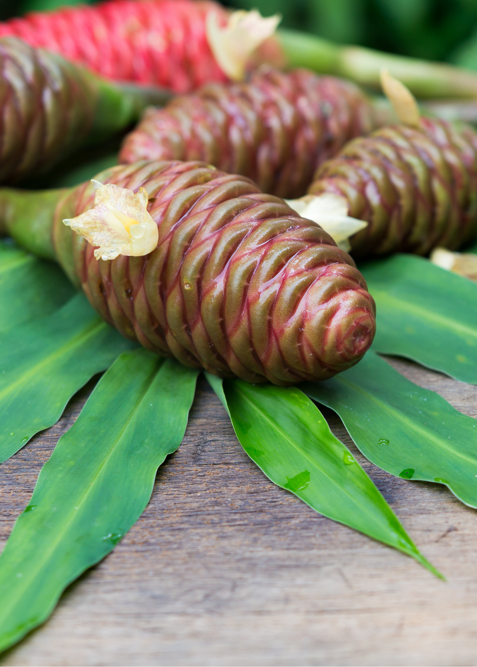Awapuhi Shampoo Ginger (Zingiber zerumbet)