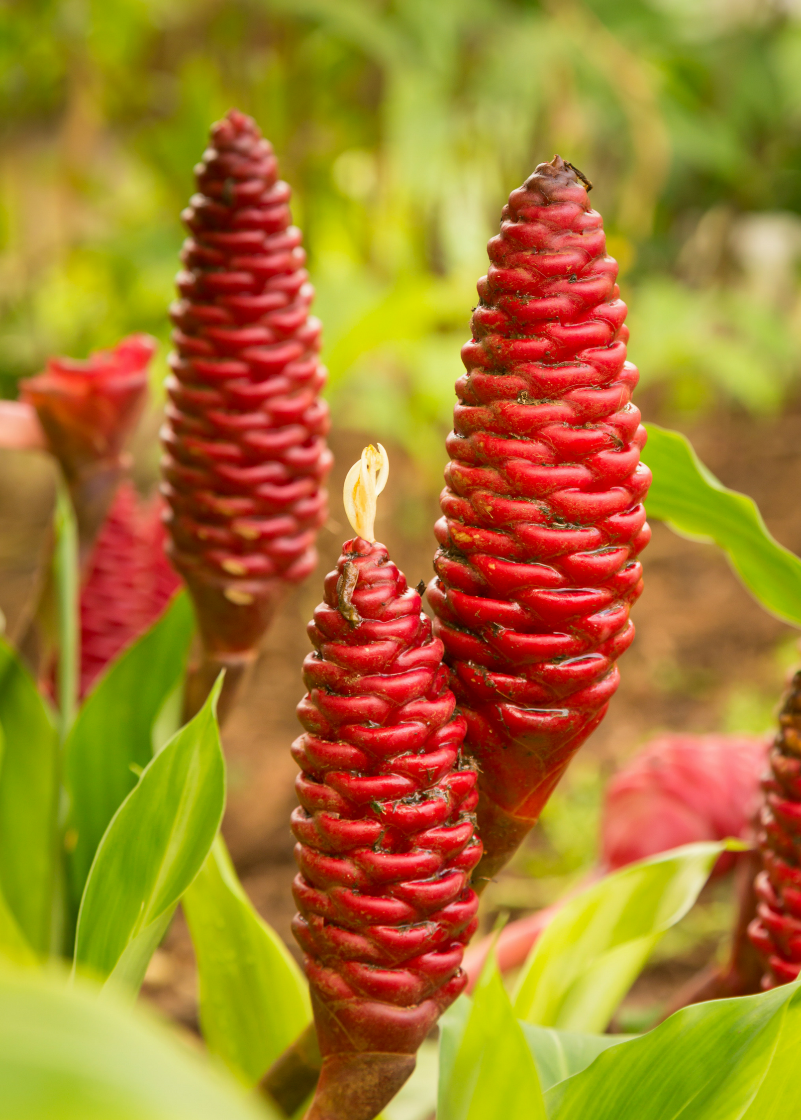 Awapuhi Shampoo Ginger (Zingiber zerumbet)