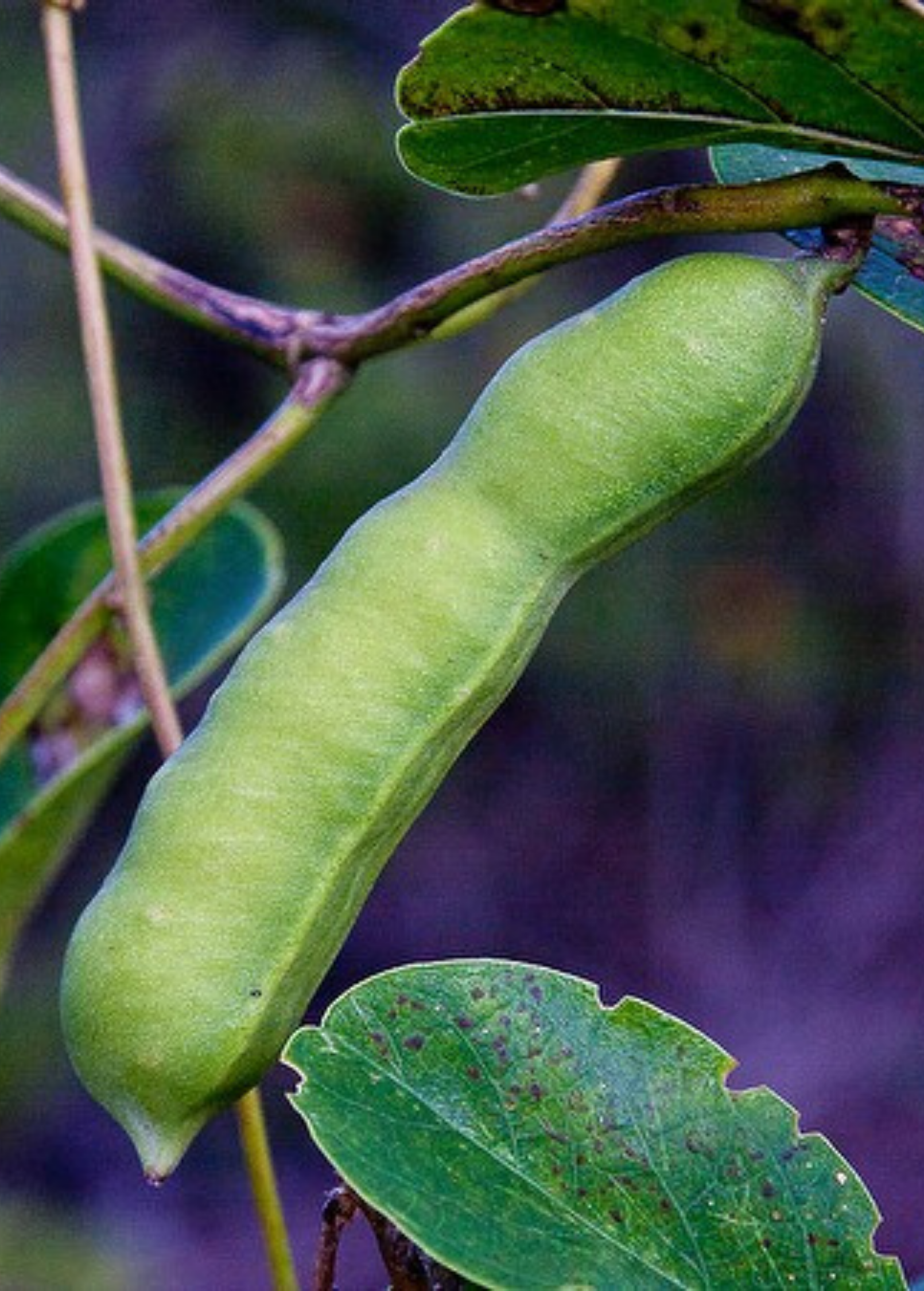 Beach Bean (Canavalia rosea)