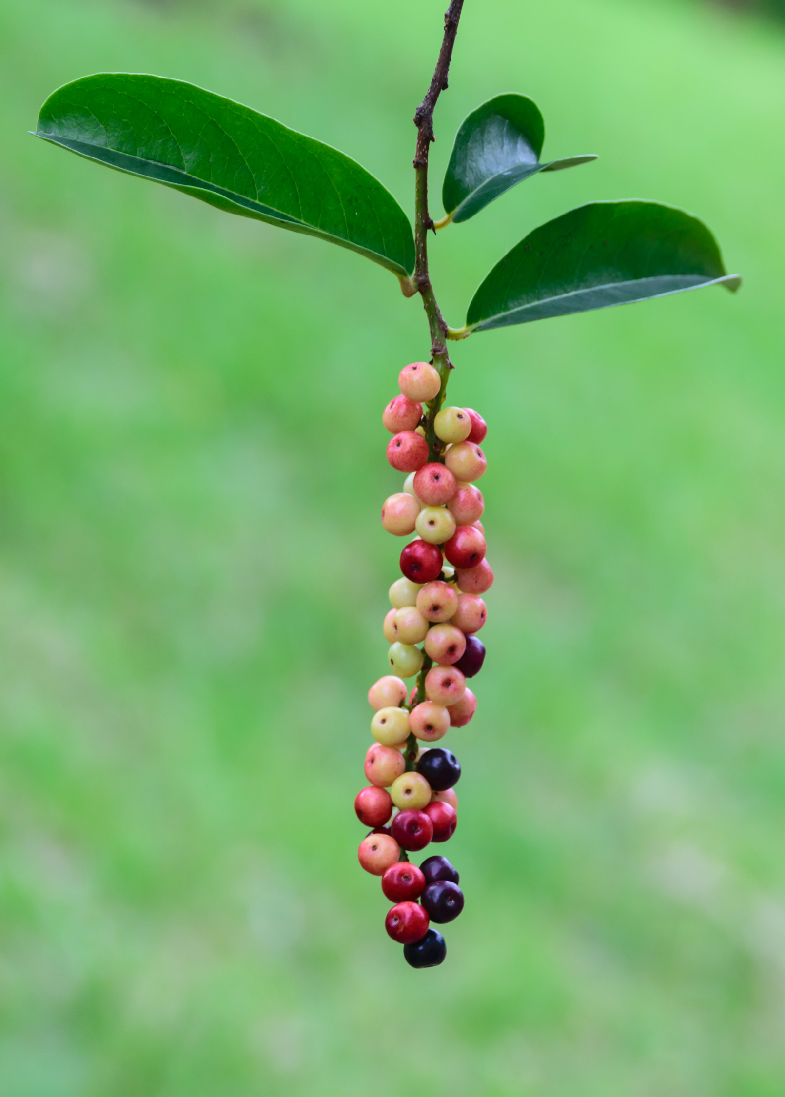Bignay (Antidesma bunius)